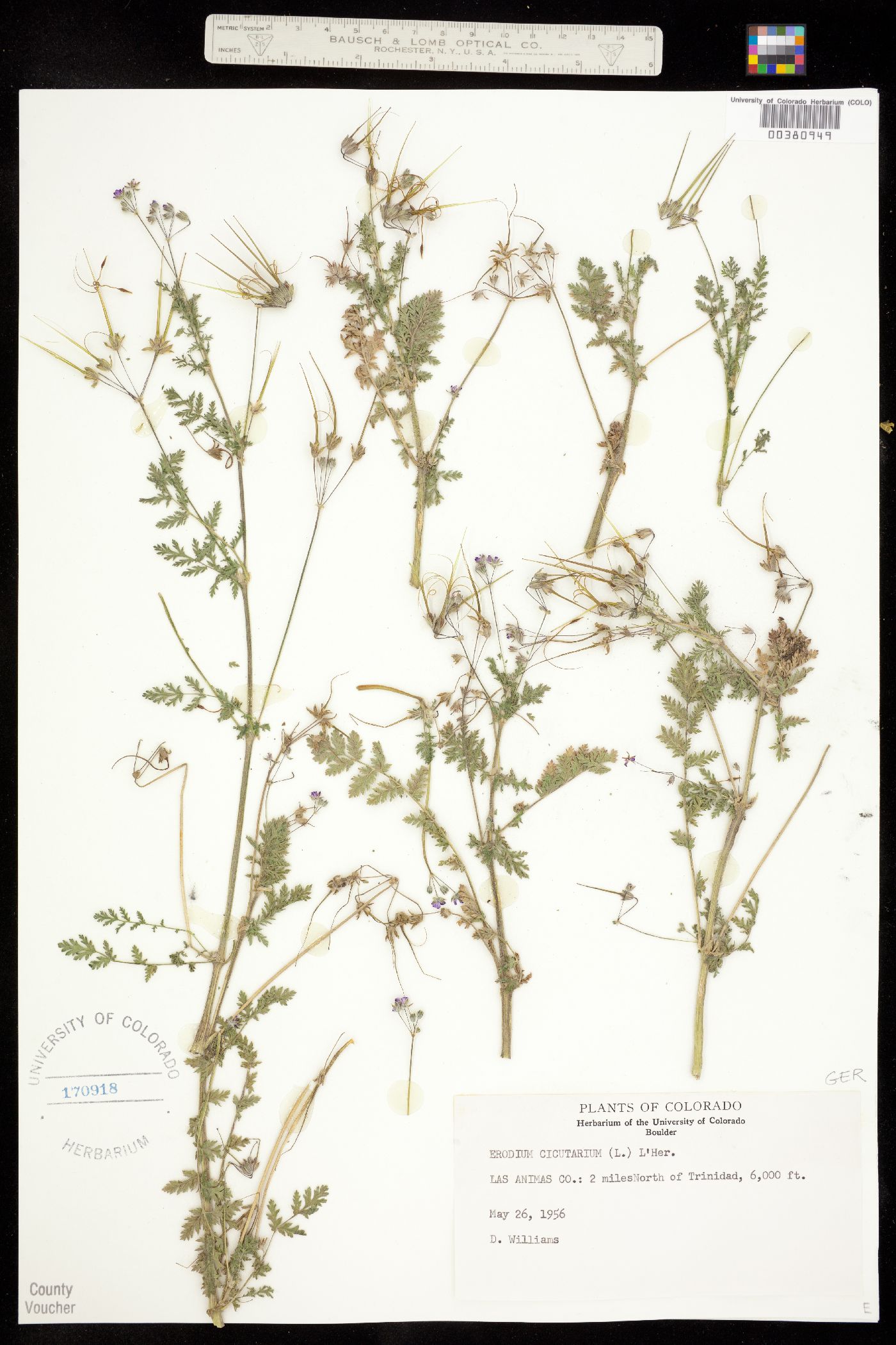 Geraniaceae image