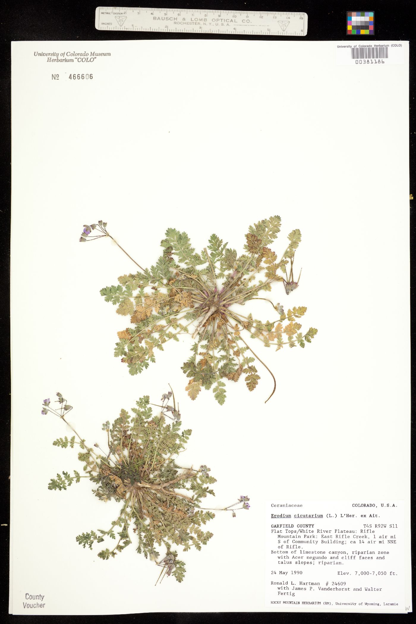 Erodium cicutarium image