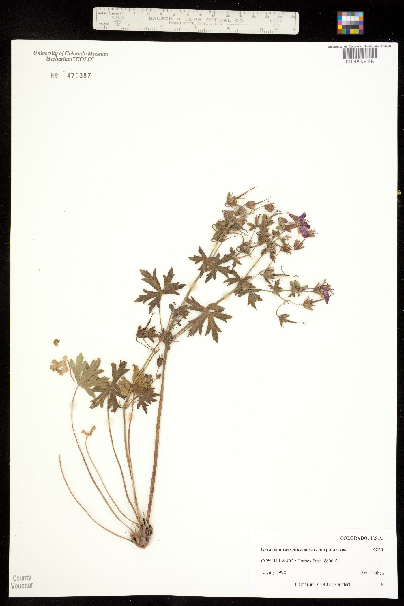 Geranium atropurpureum var. atropurpureum image