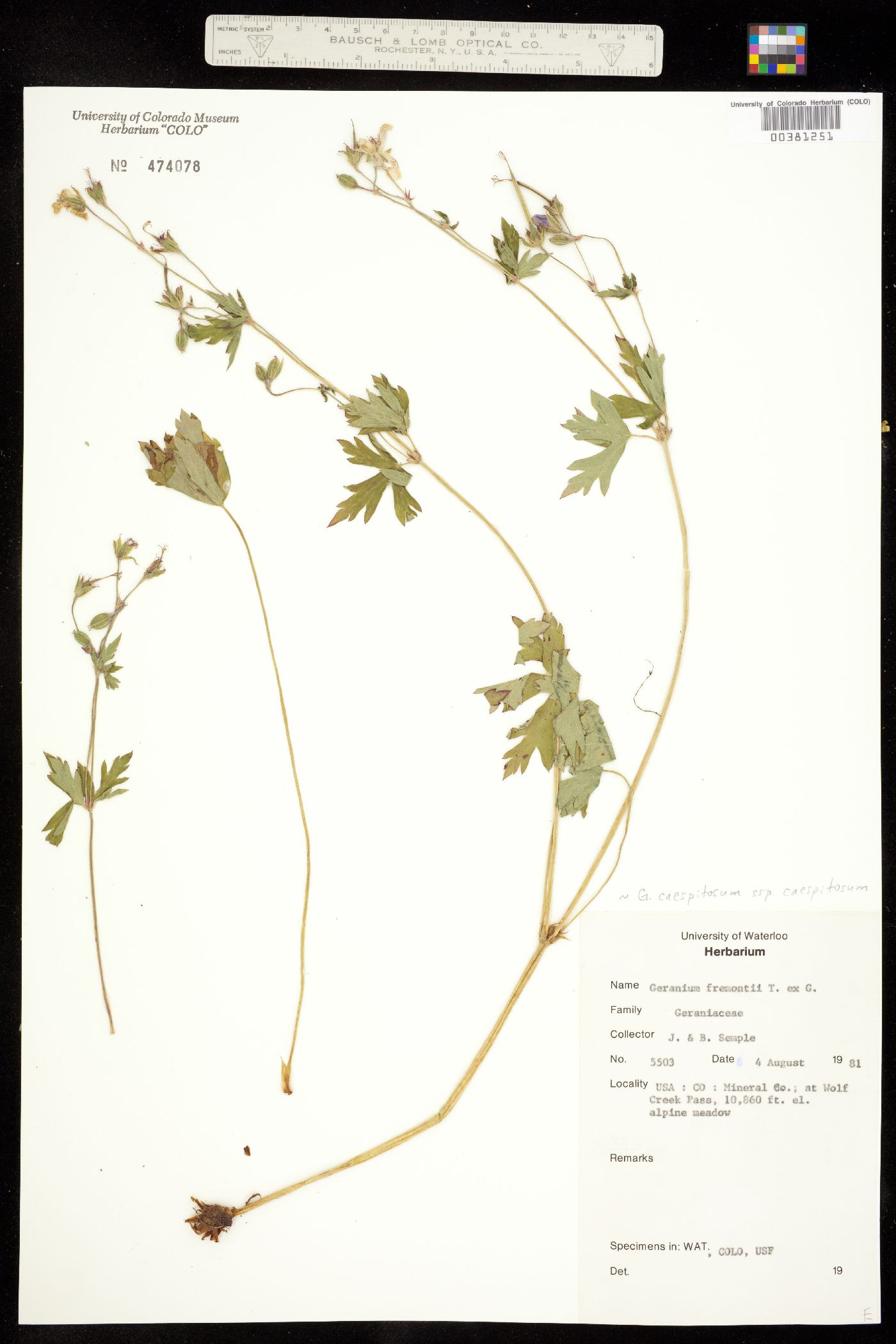 Geranium caespitosum ssp. caespitosum image