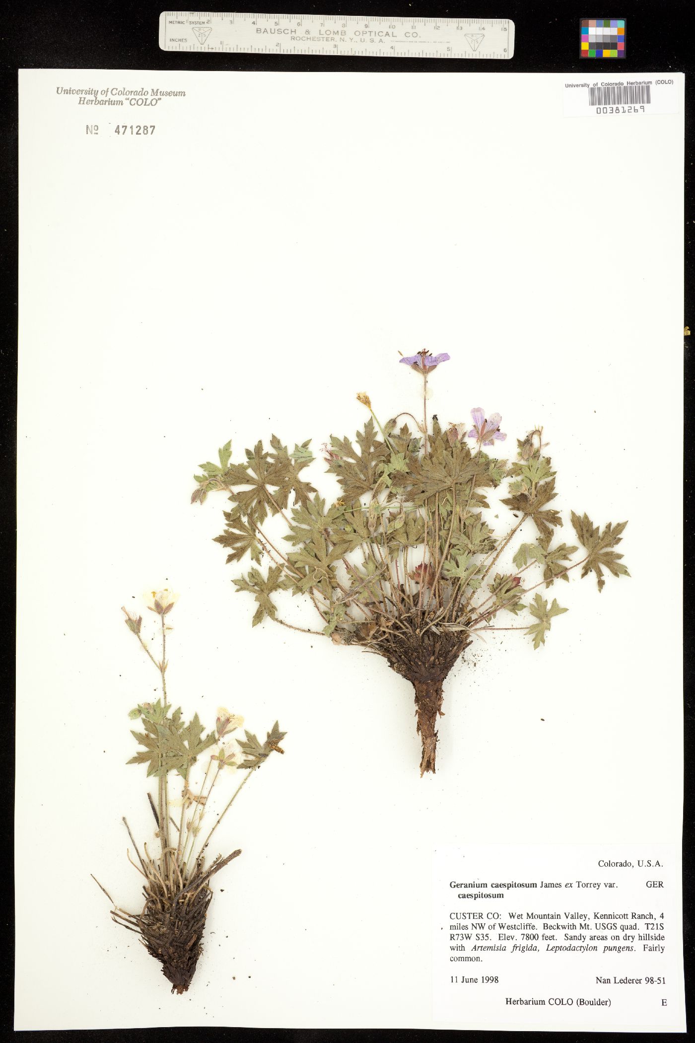 Geranium caespitosum ssp. caespitosum image