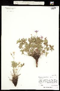 Geranium caespitosum ssp. caespitosum image