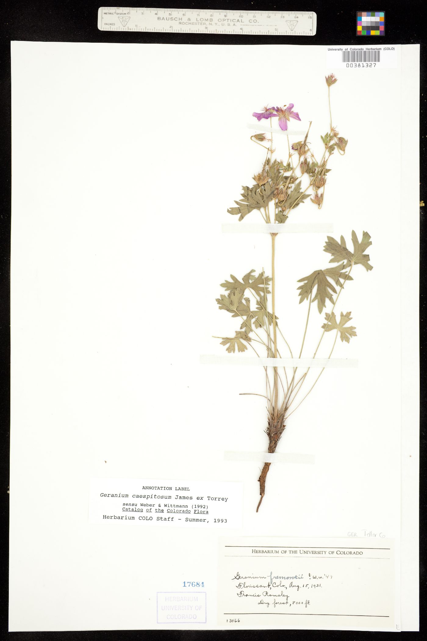 Geranium caespitosum image