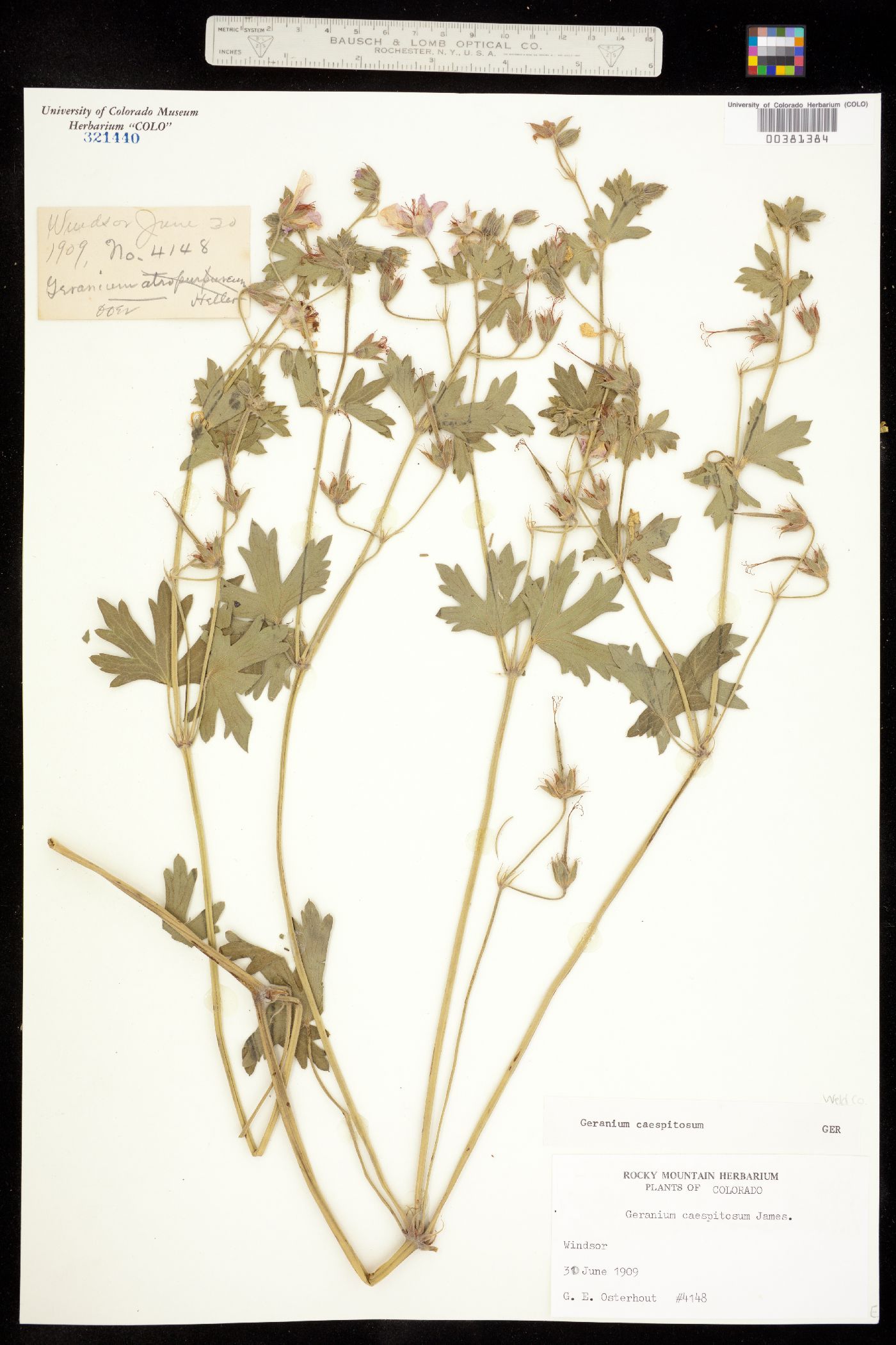 Geranium caespitosum image