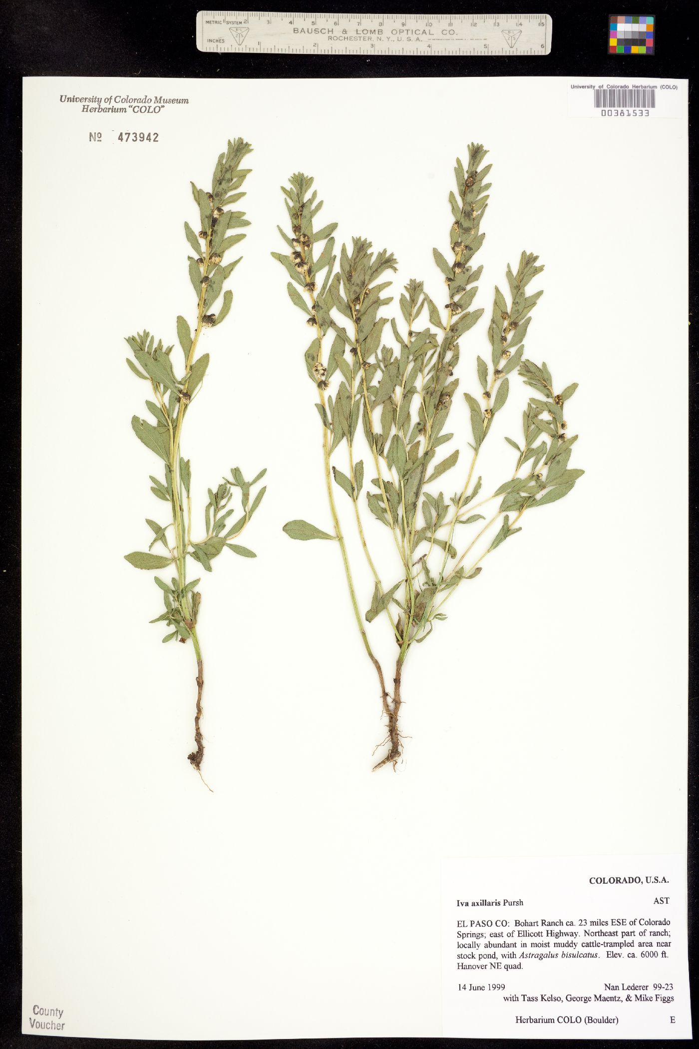 Iva axillaris image