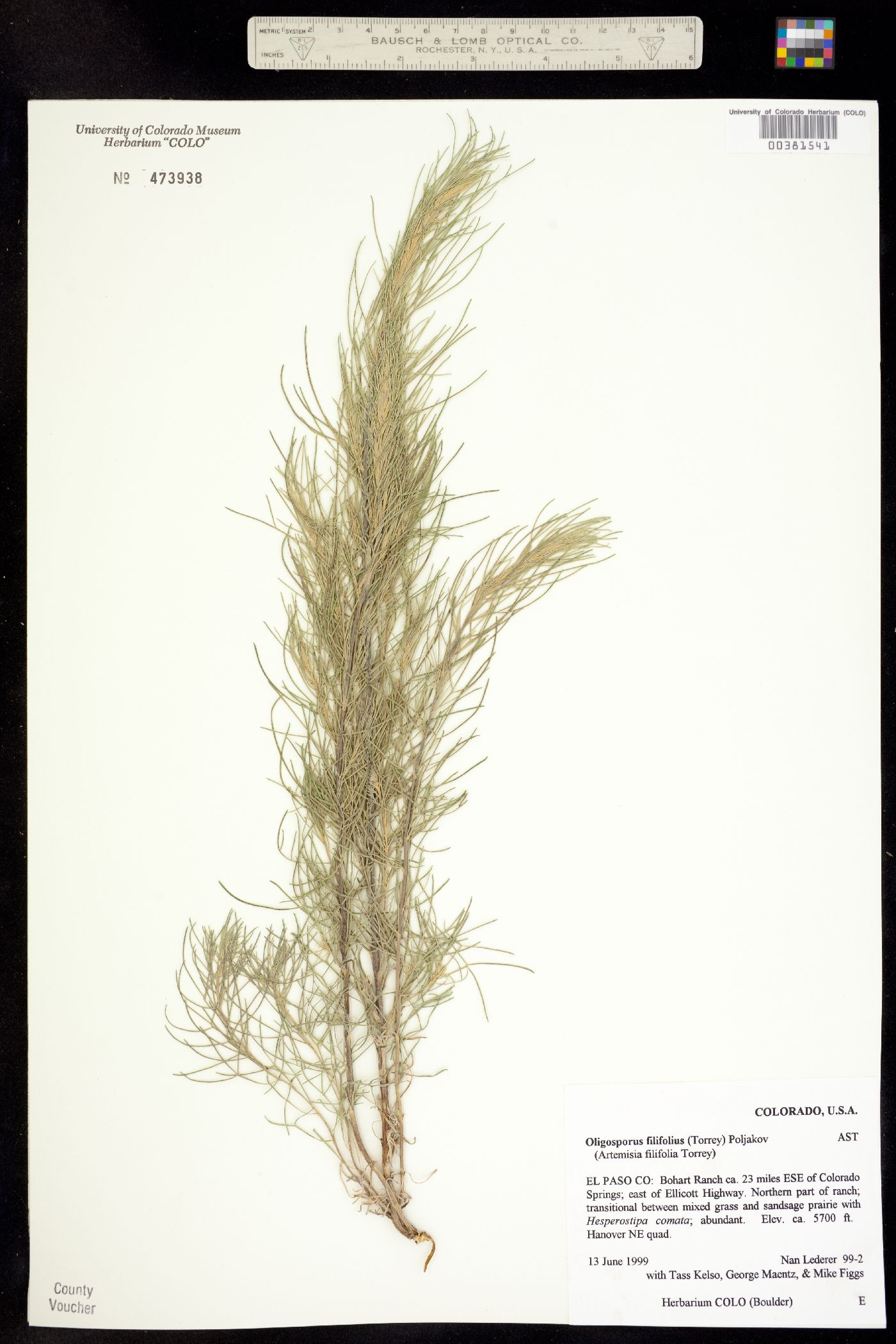 Artemisia filifolia image