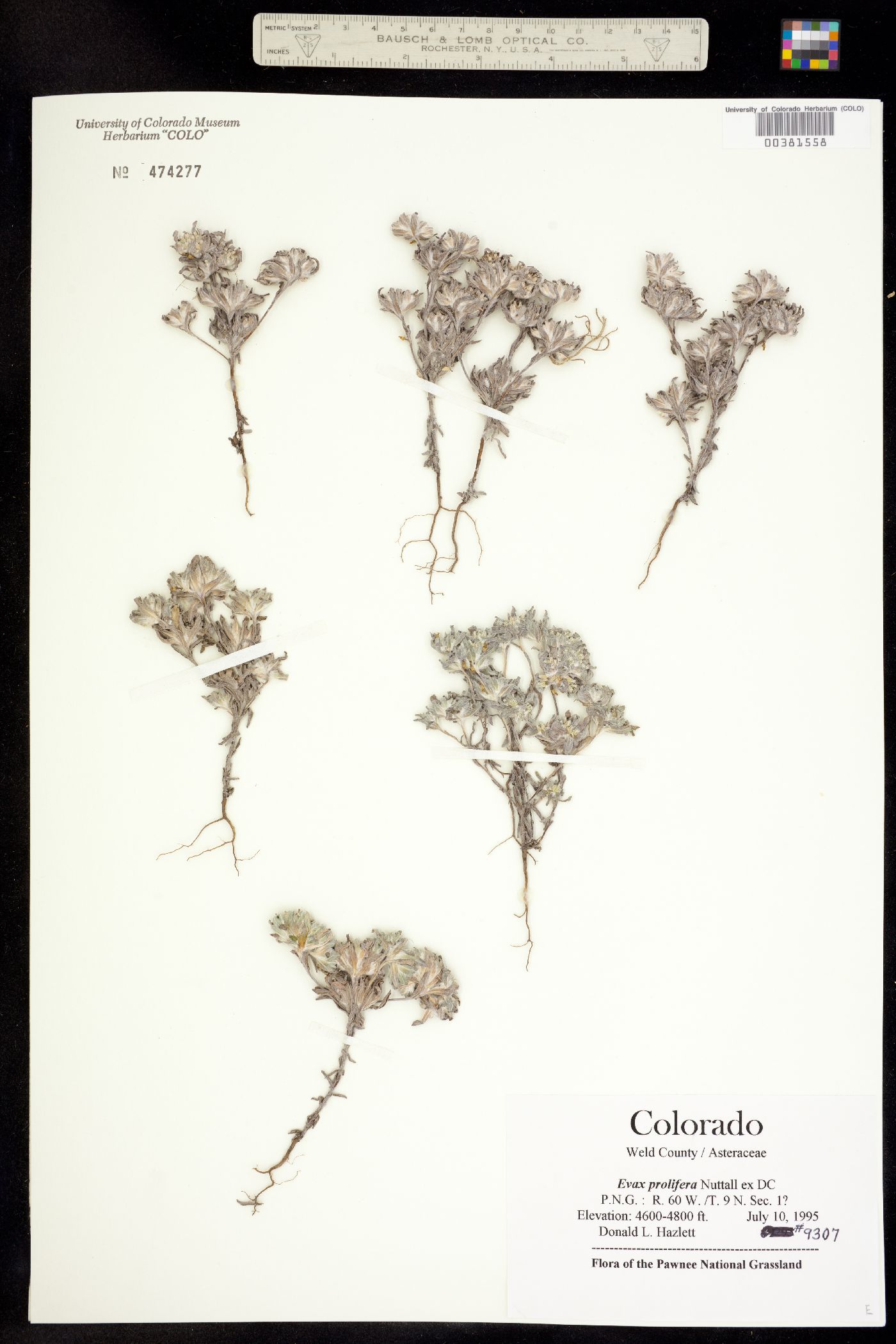 Evax prolifera image