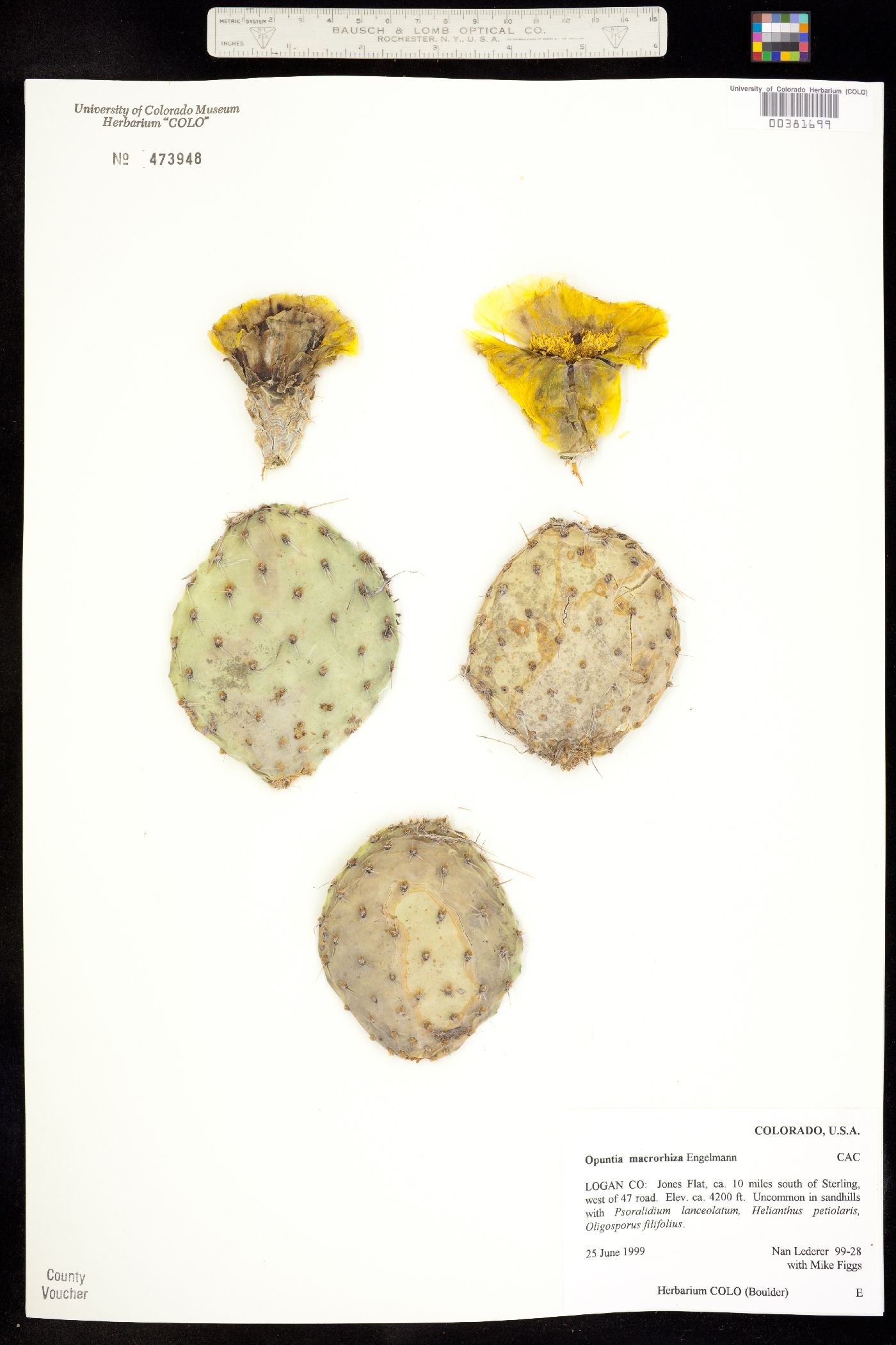Opuntia image