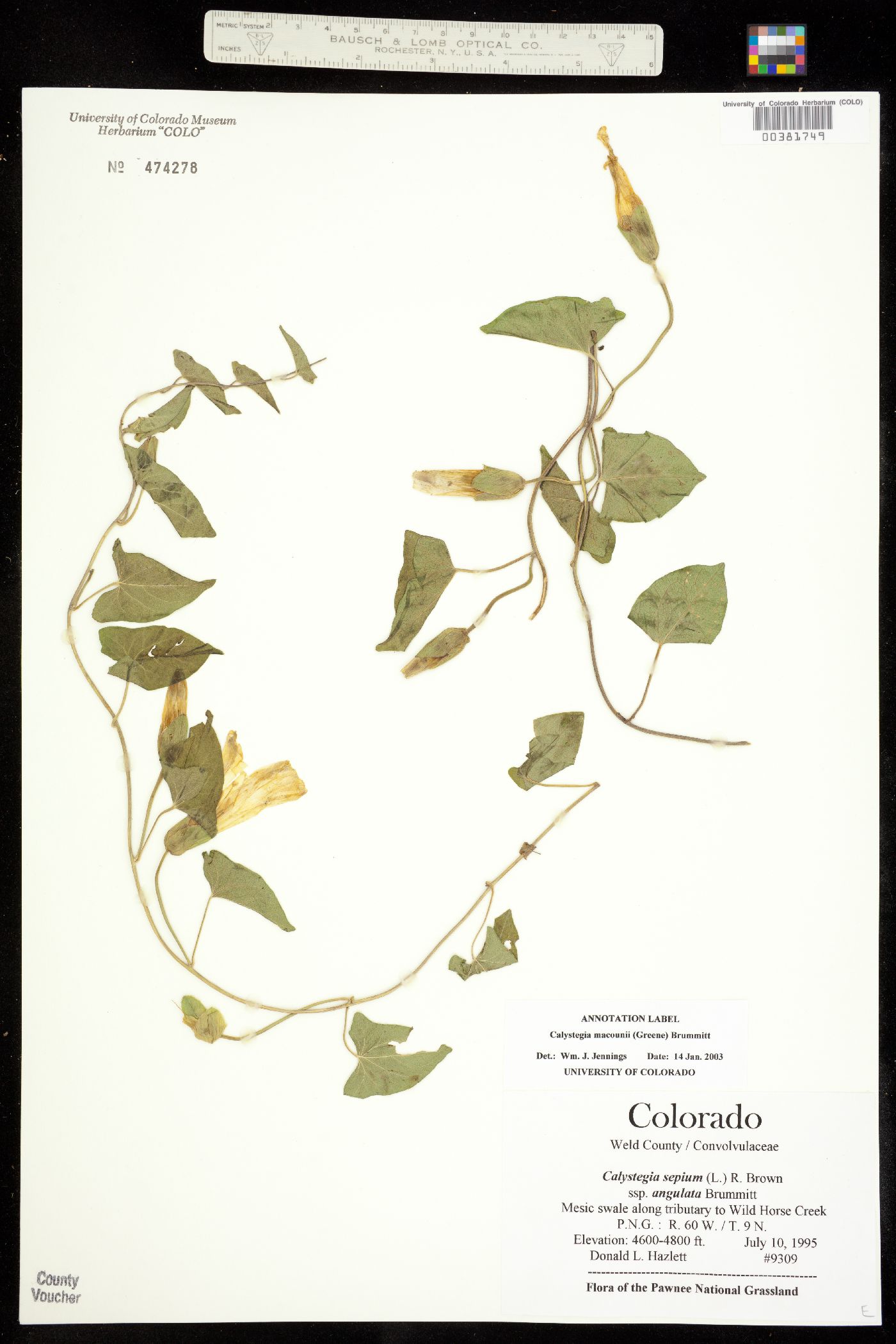 Calystegia image