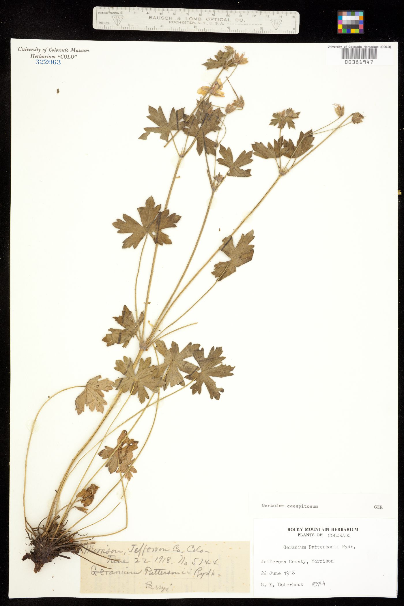 Geranium caespitosum image