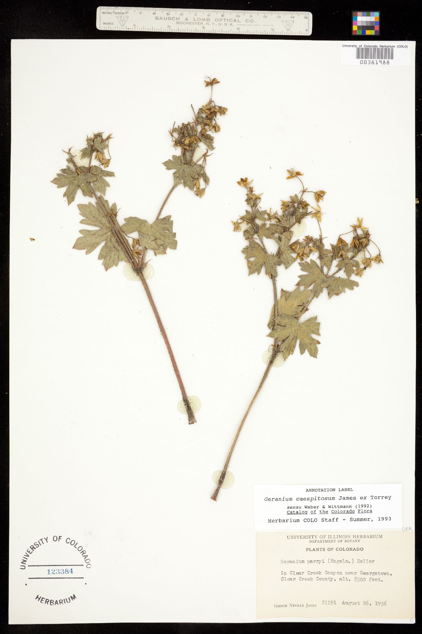 Geranium caespitosum image
