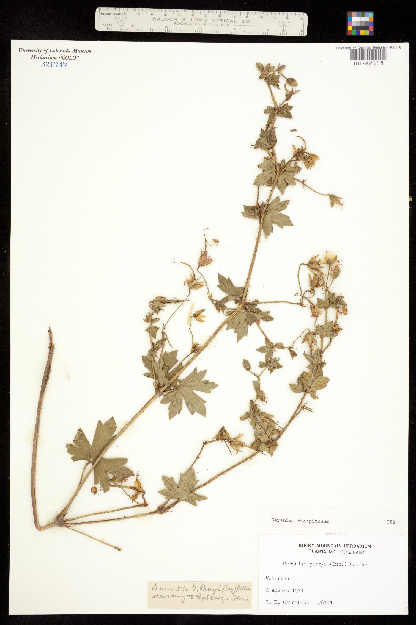 Geranium caespitosum image