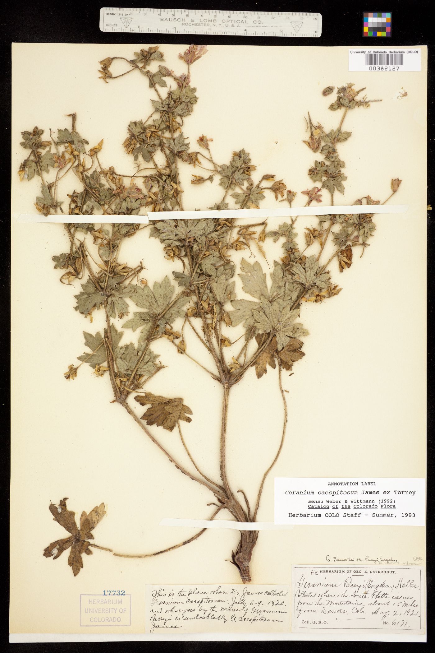 Geranium caespitosum image
