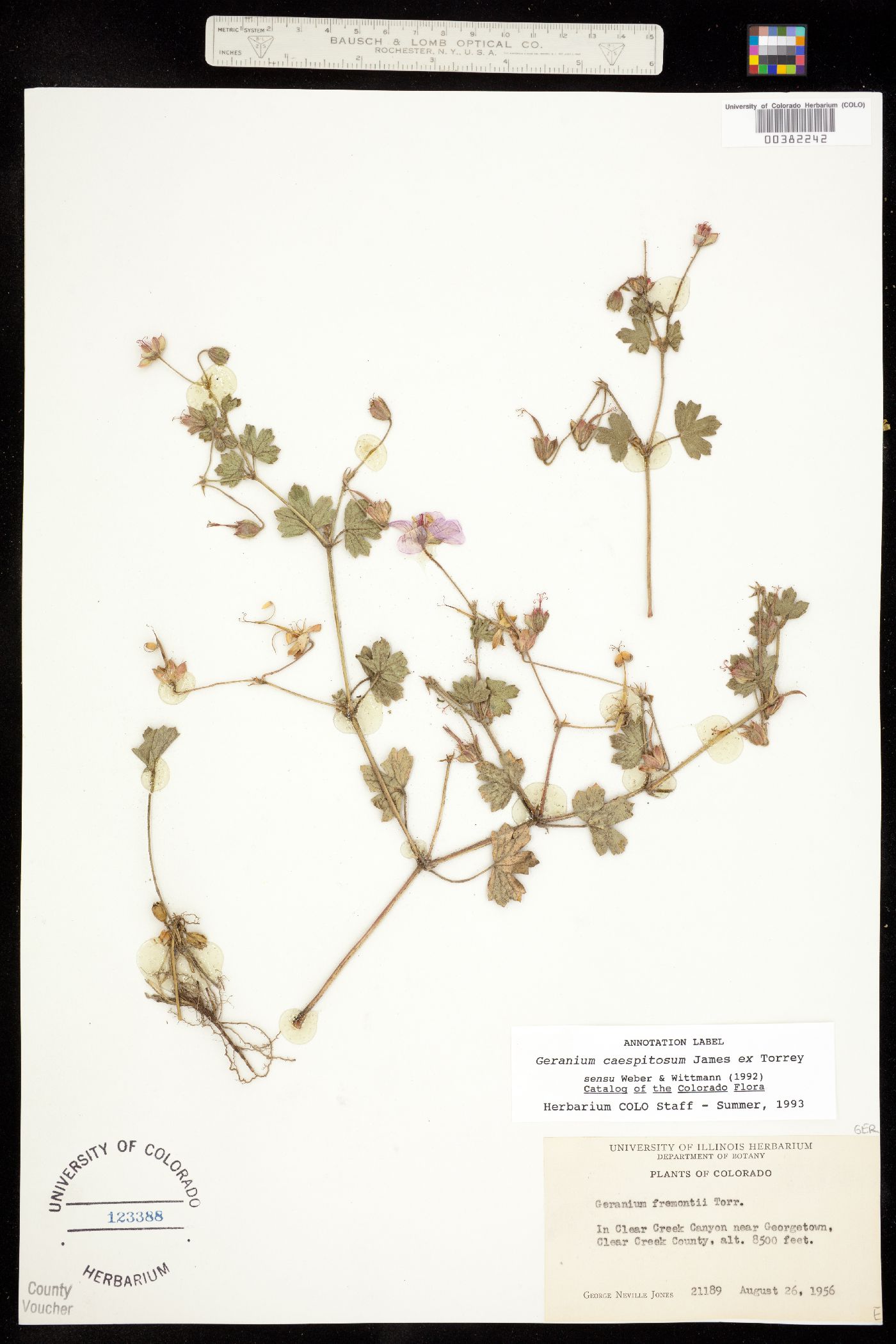 Geranium caespitosum image