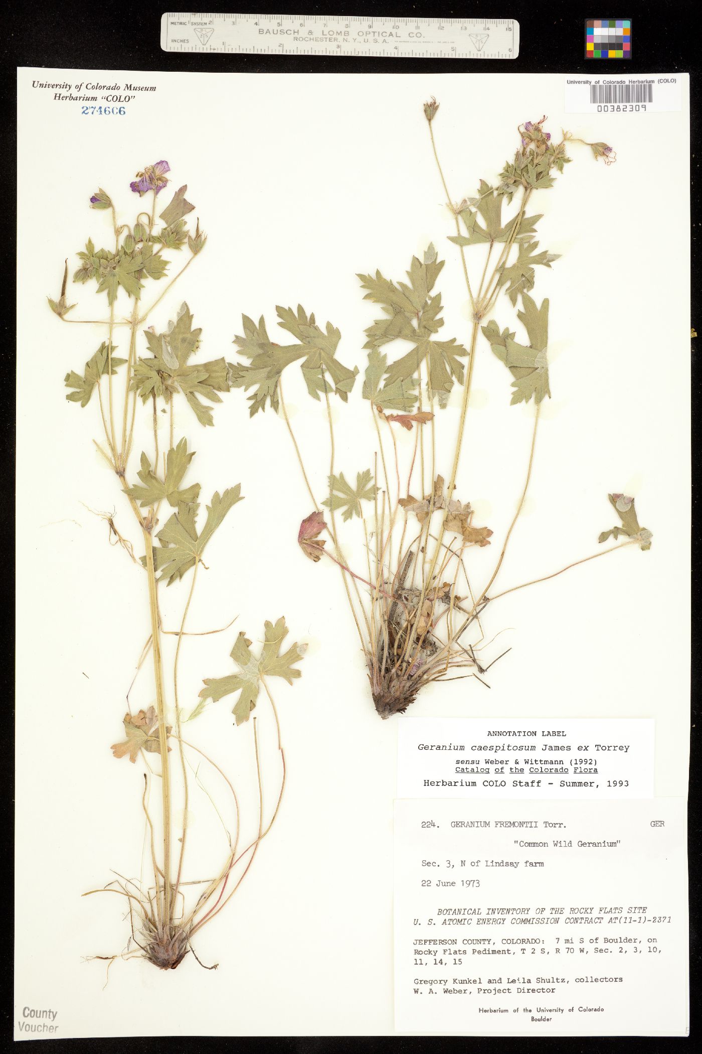 Geranium caespitosum image