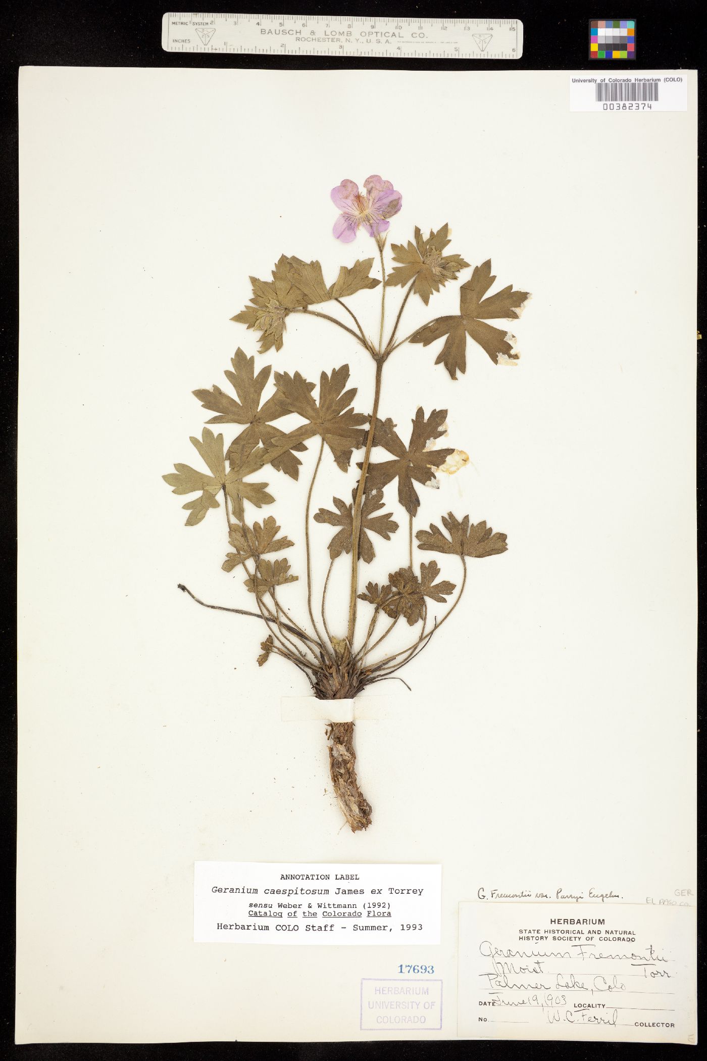 Geranium caespitosum image