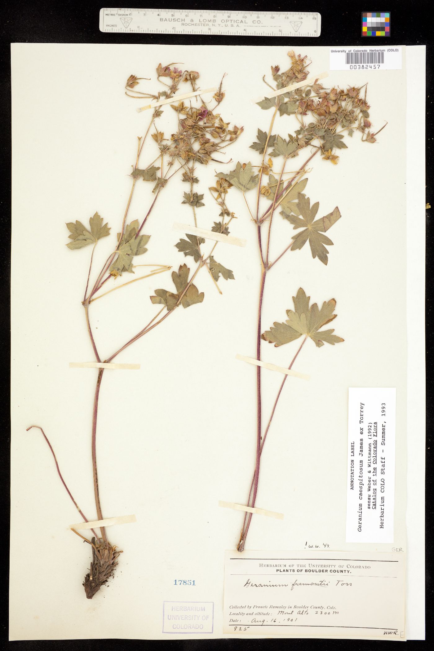 Geranium image