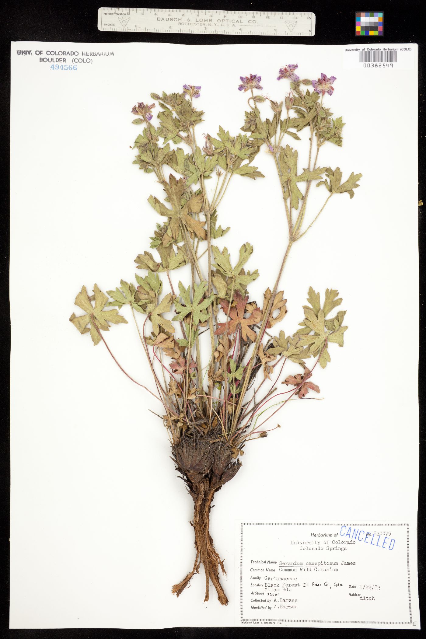 Geranium caespitosum image