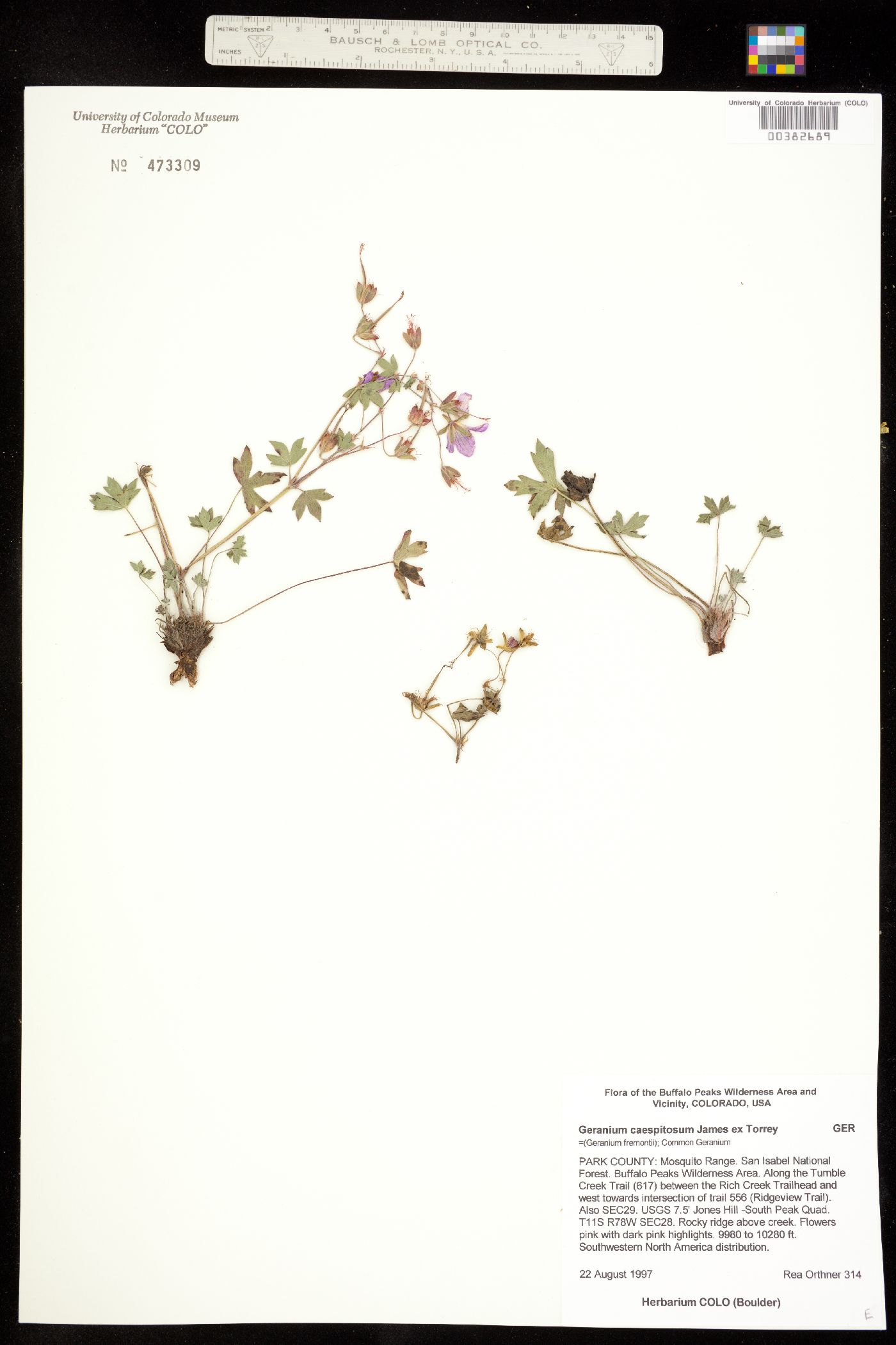 Geranium caespitosum image