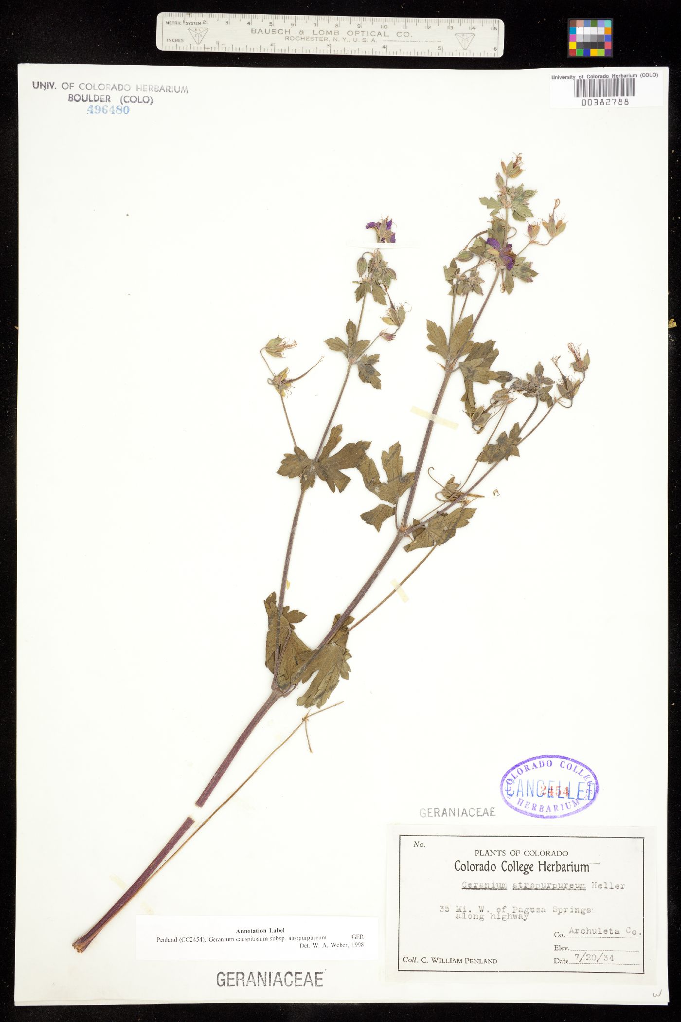 Geranium caespitosum image