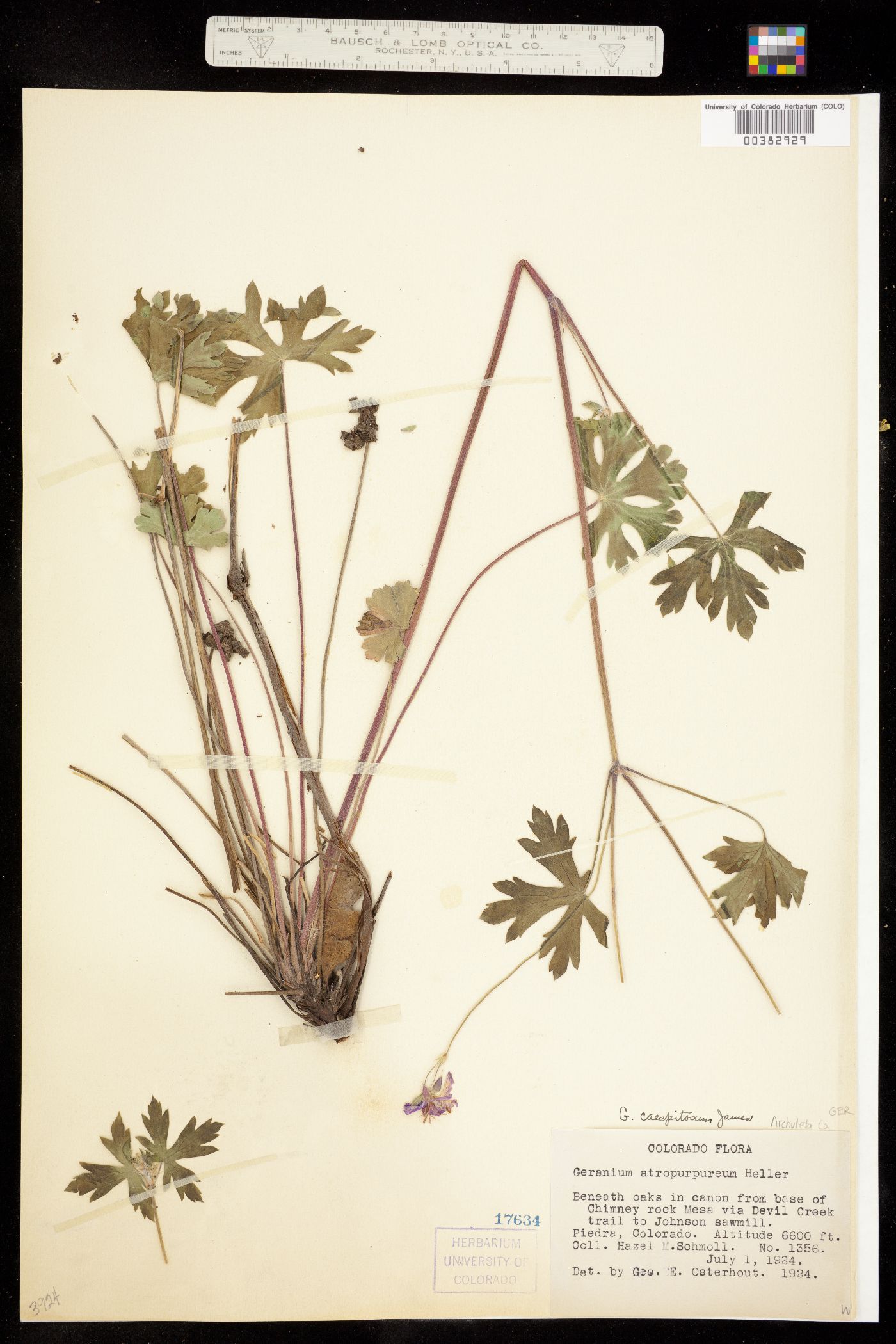 Geranium caespitosum image
