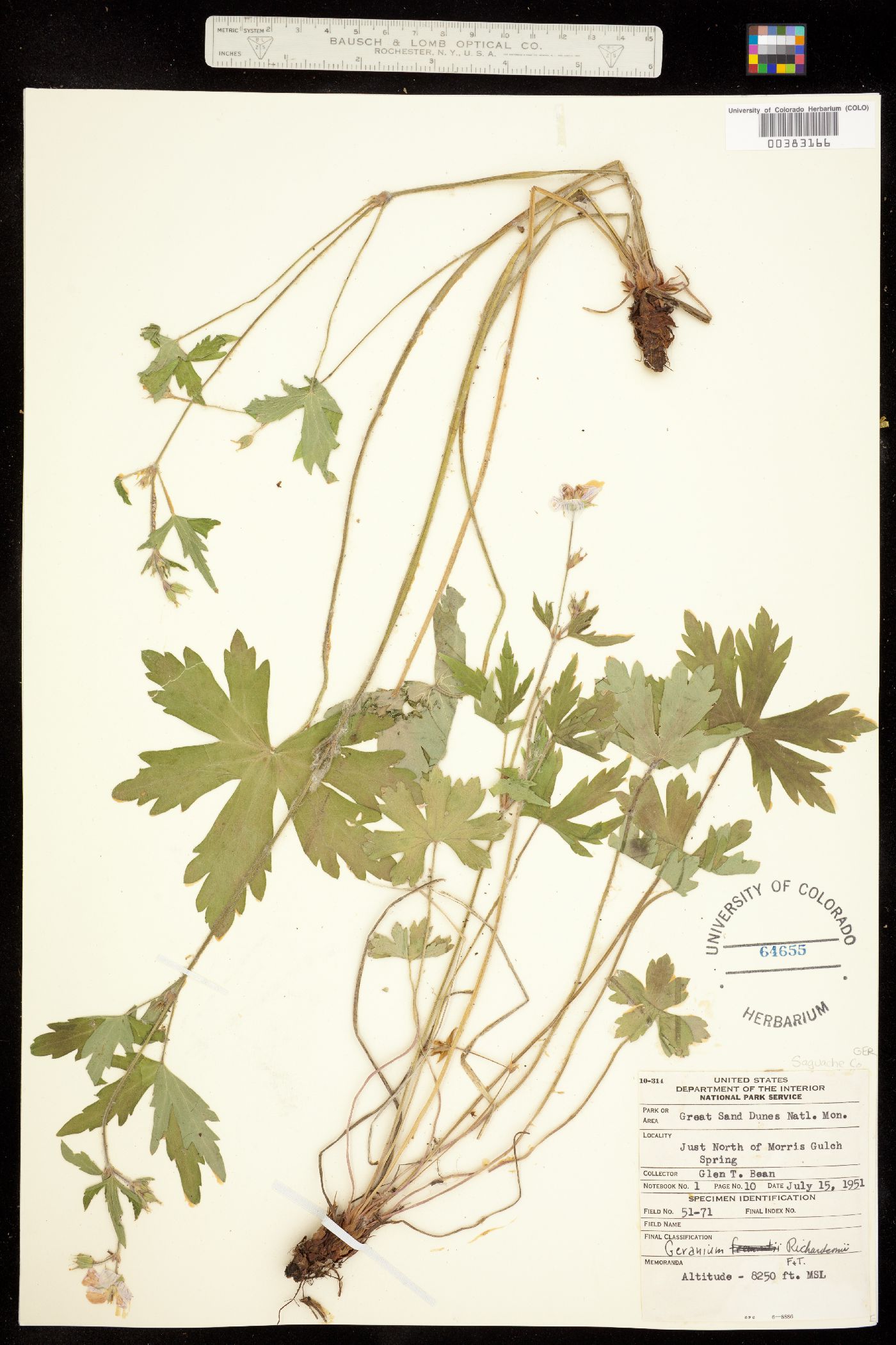 Geranium richardsonii image