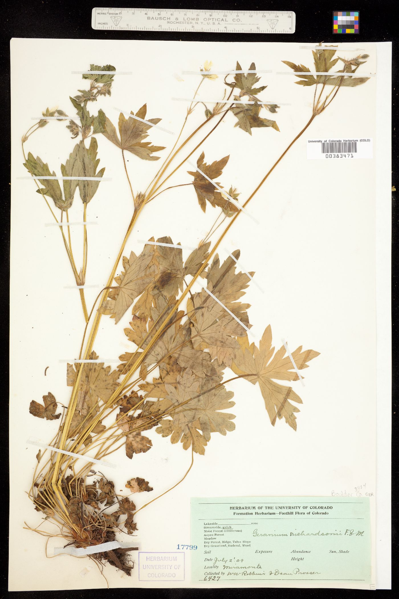 Geranium richardsonii image