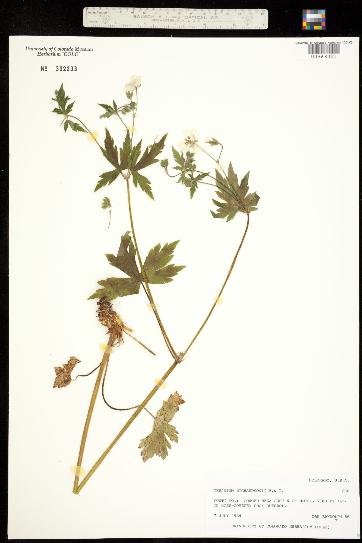 Geranium richardsonii image