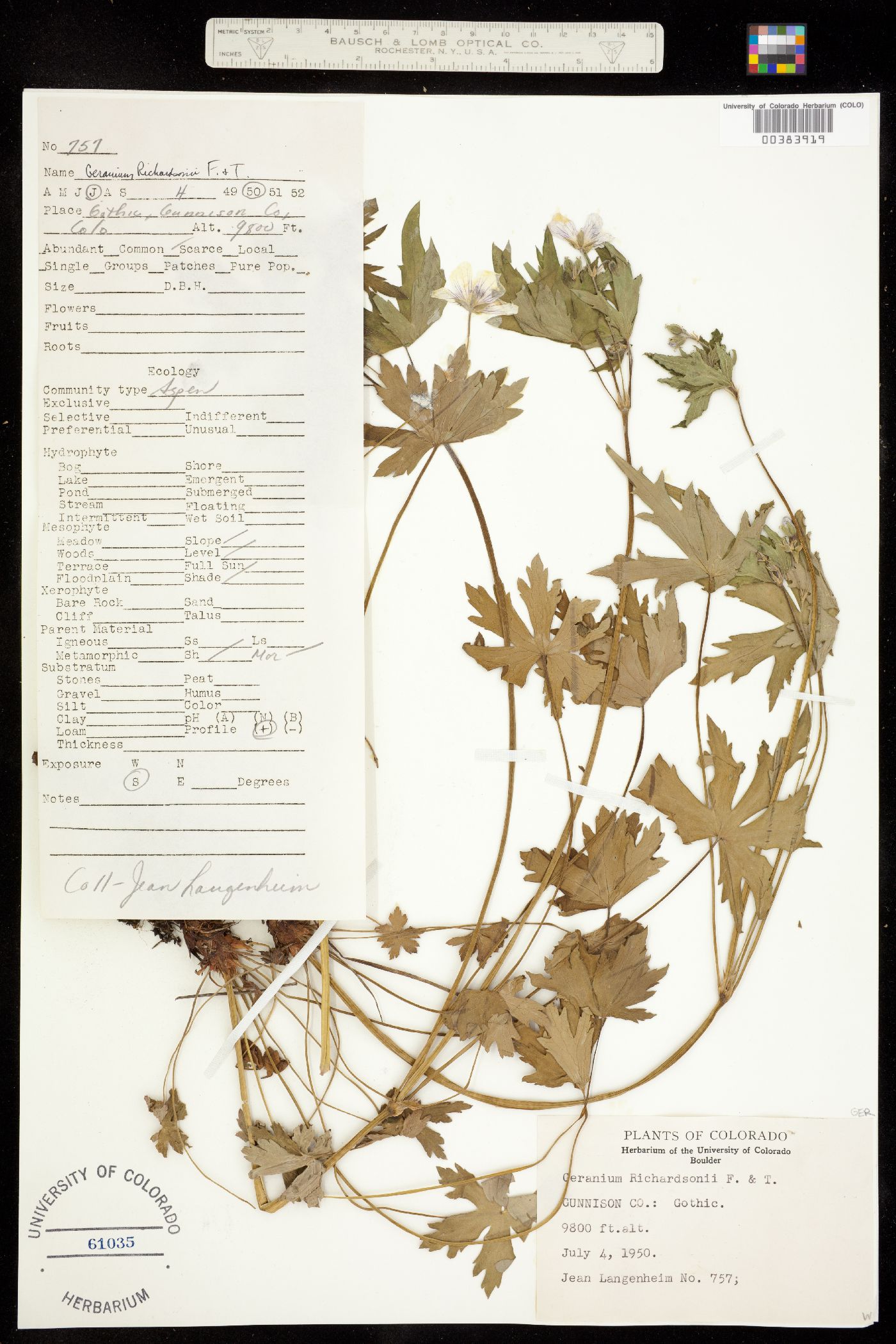 Geranium richardsonii image