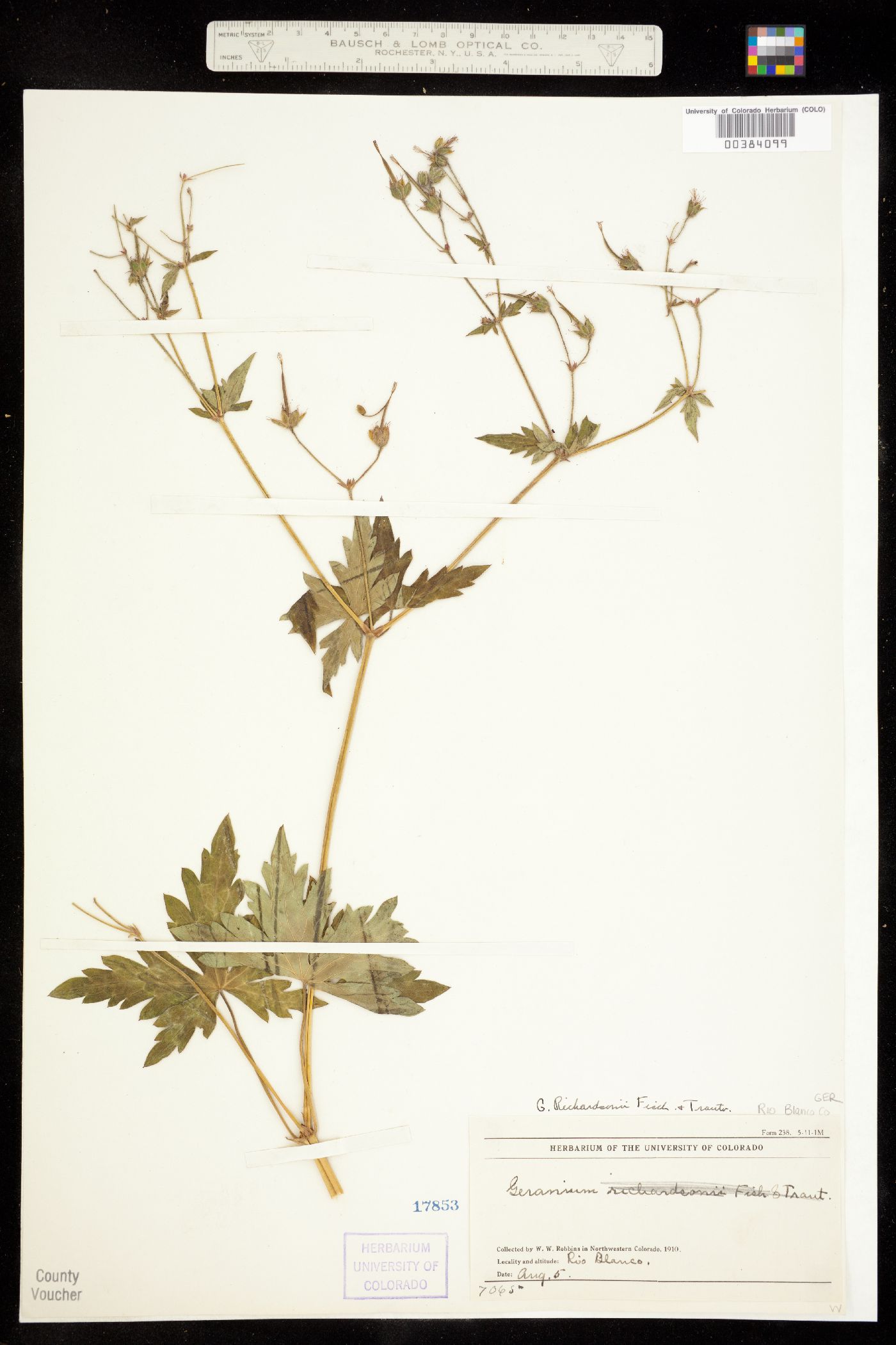 Geranium image