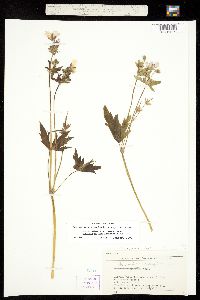 Geranium viscosissimum subsp. nervosum image
