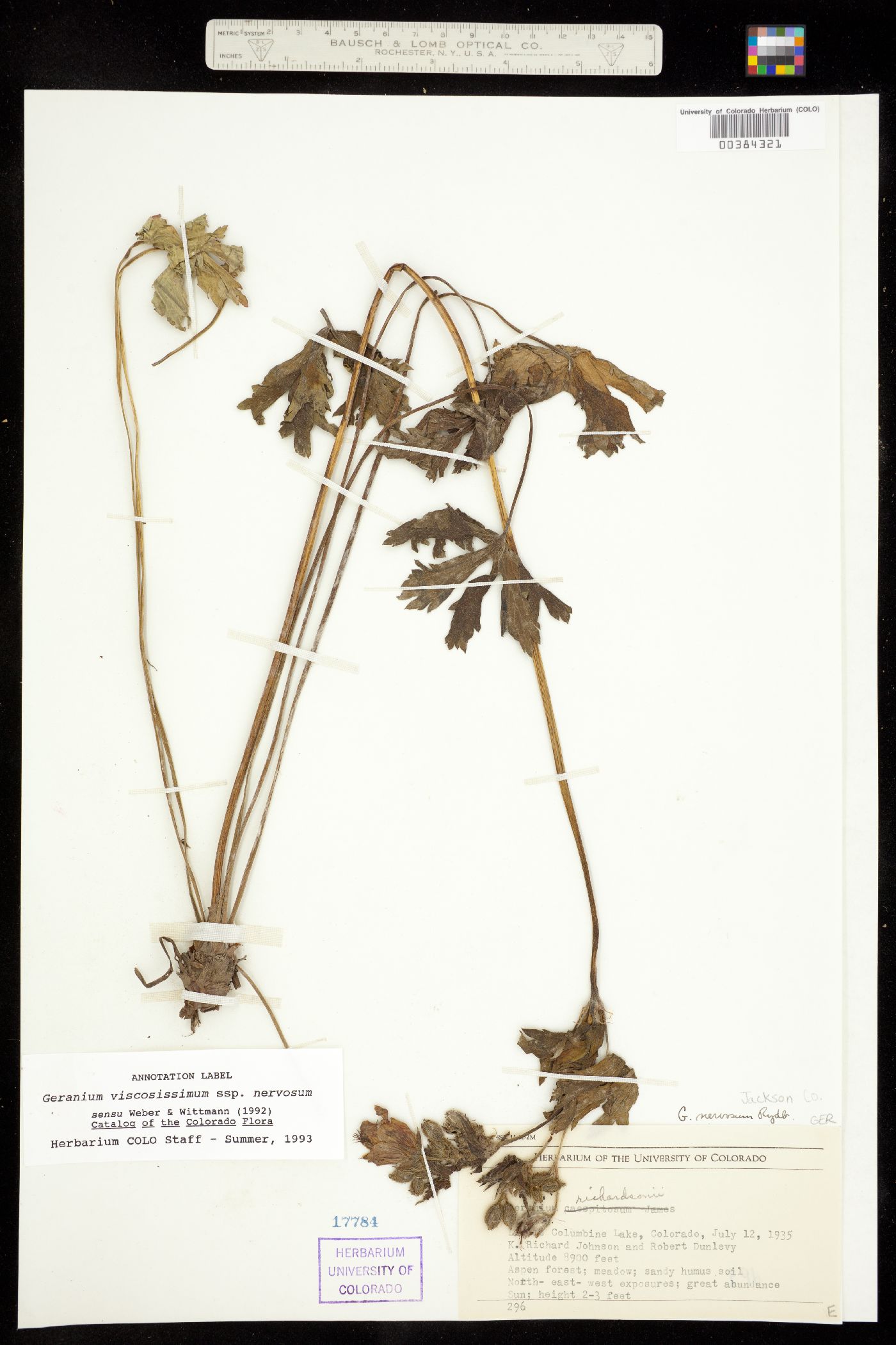 Geranium viscosissimum subsp. nervosum image