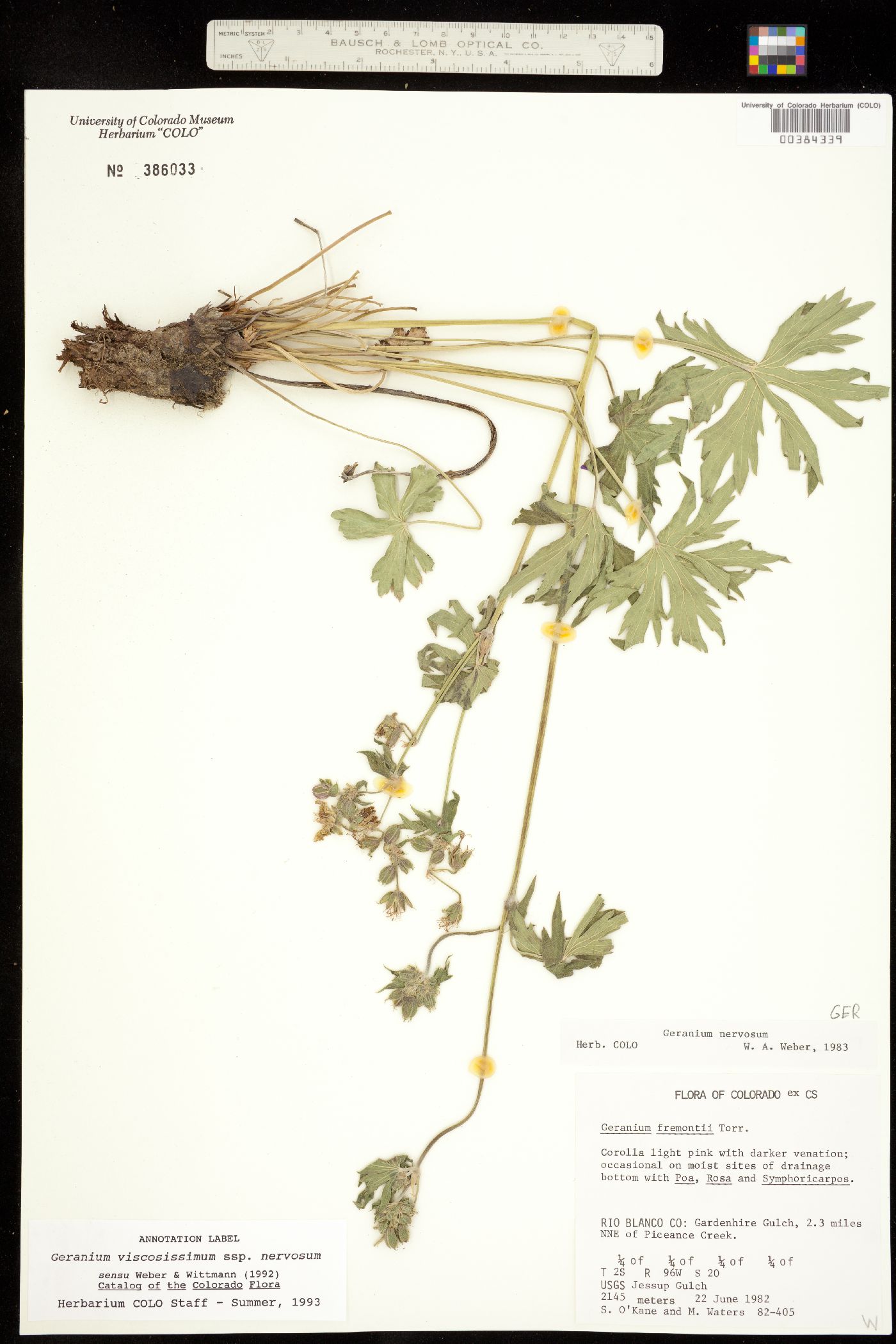 Geranium viscosissimum subsp. nervosum image