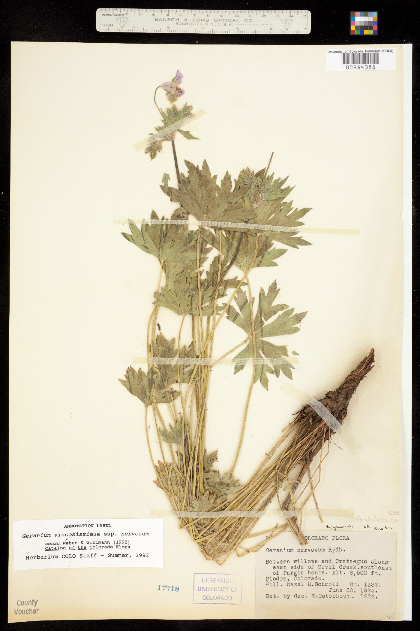 Geranium viscosissimum subsp. nervosum image