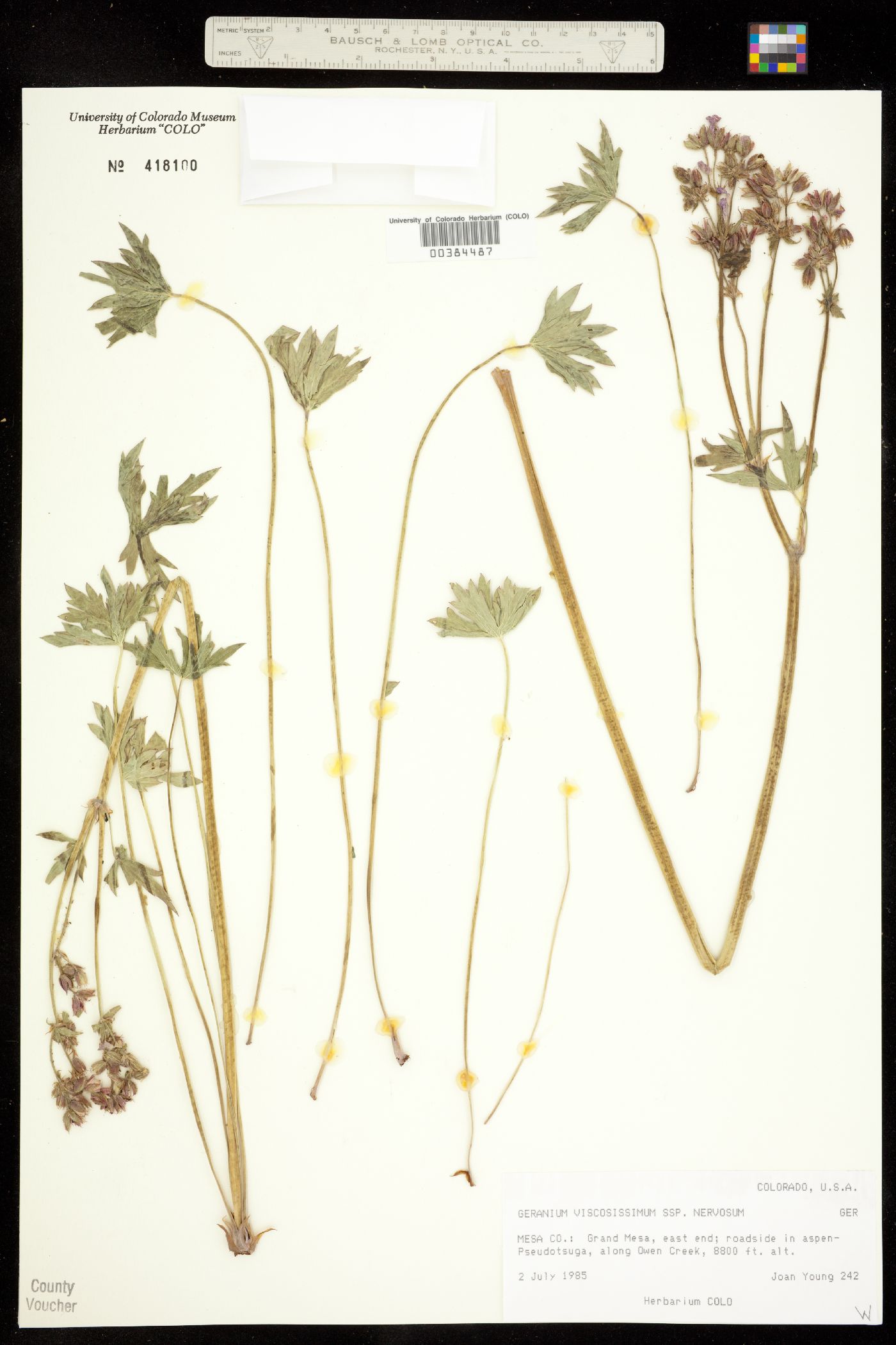 Geranium viscosissimum image