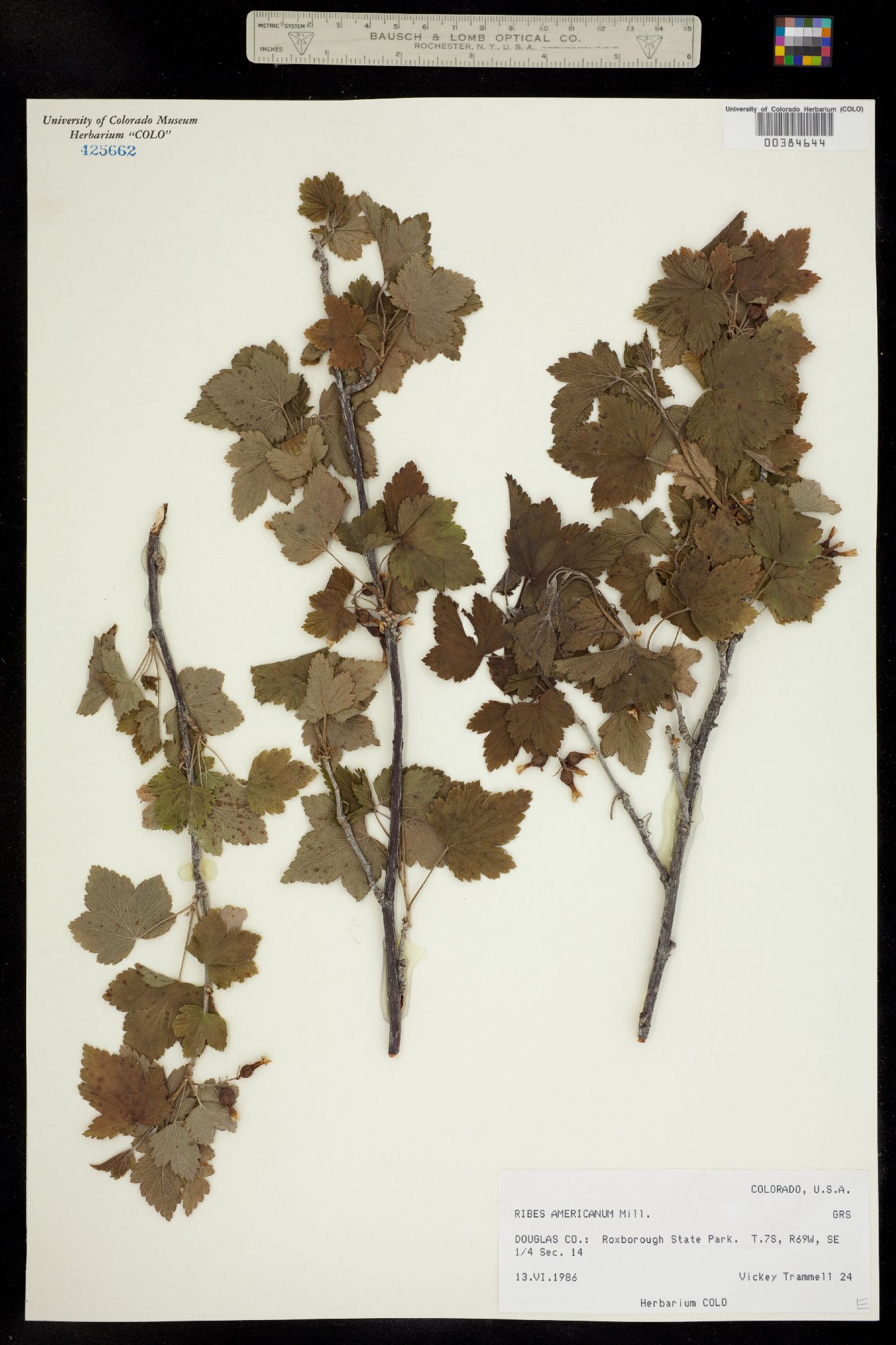 Ribes image