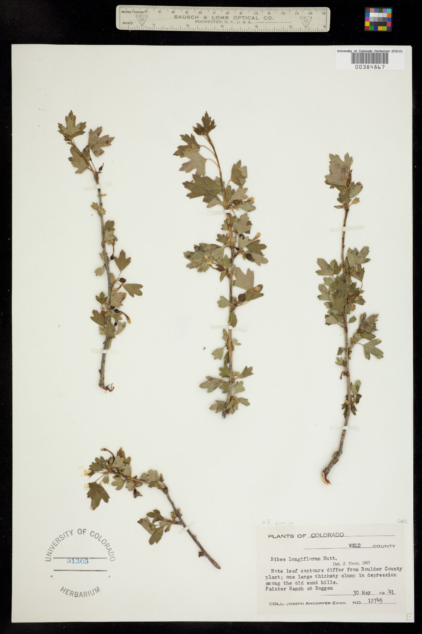 Grossulariaceae image