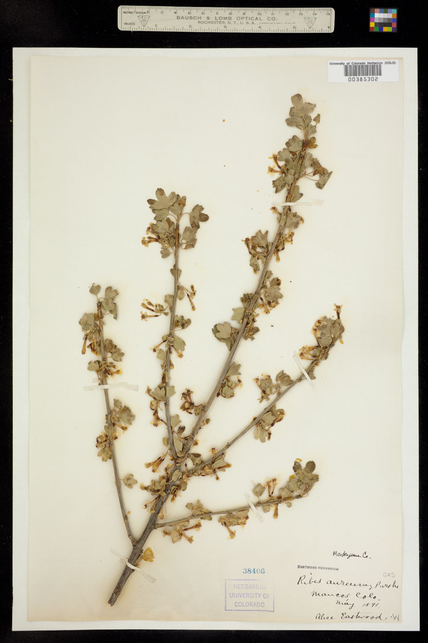 Grossulariaceae image