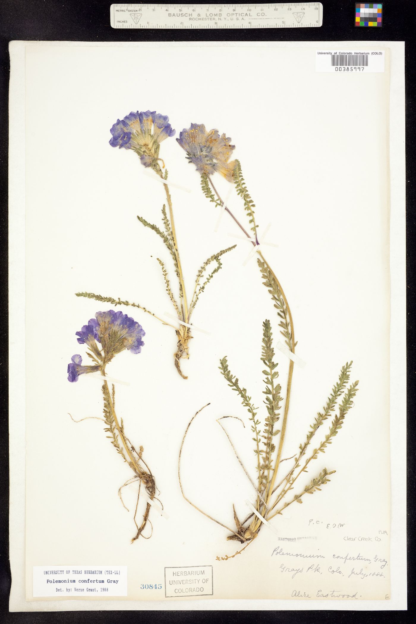 Polemonium confertum image