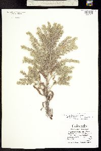 Oreocarya thyrsiflora image