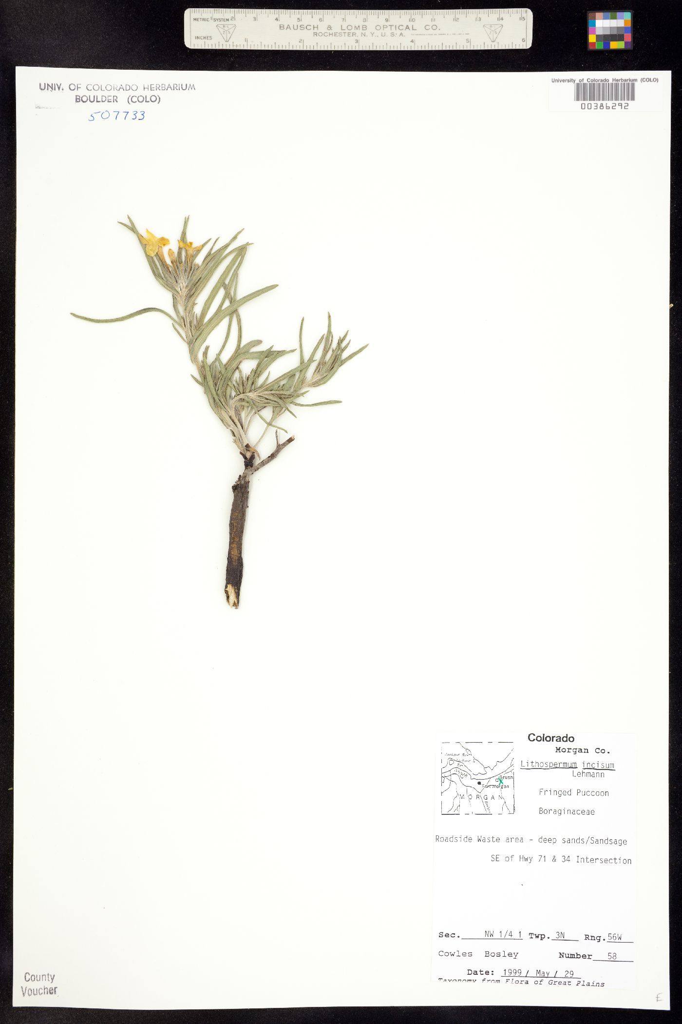 Lithospermum image