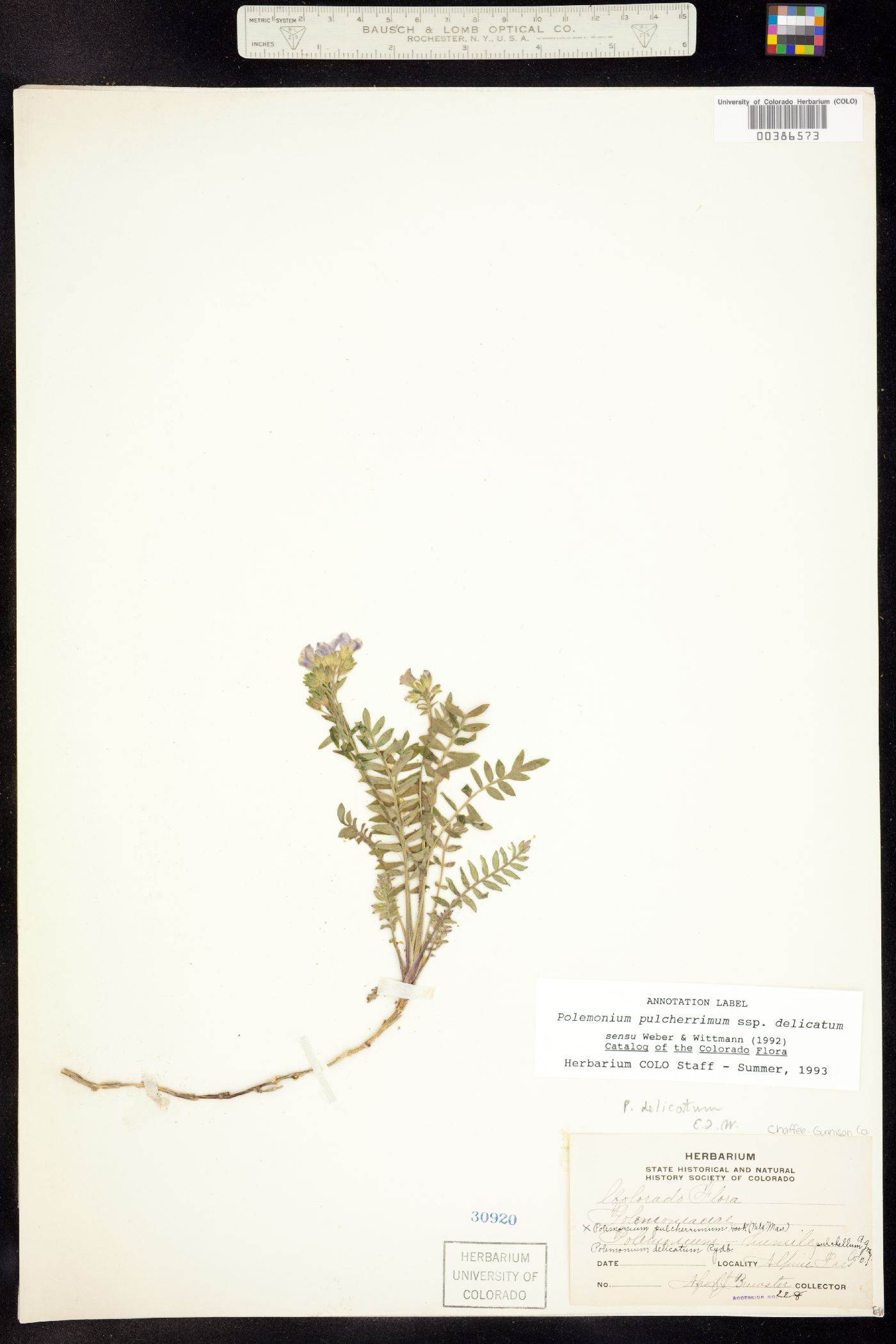 Polemonium pulcherrimum ssp. delicatum image