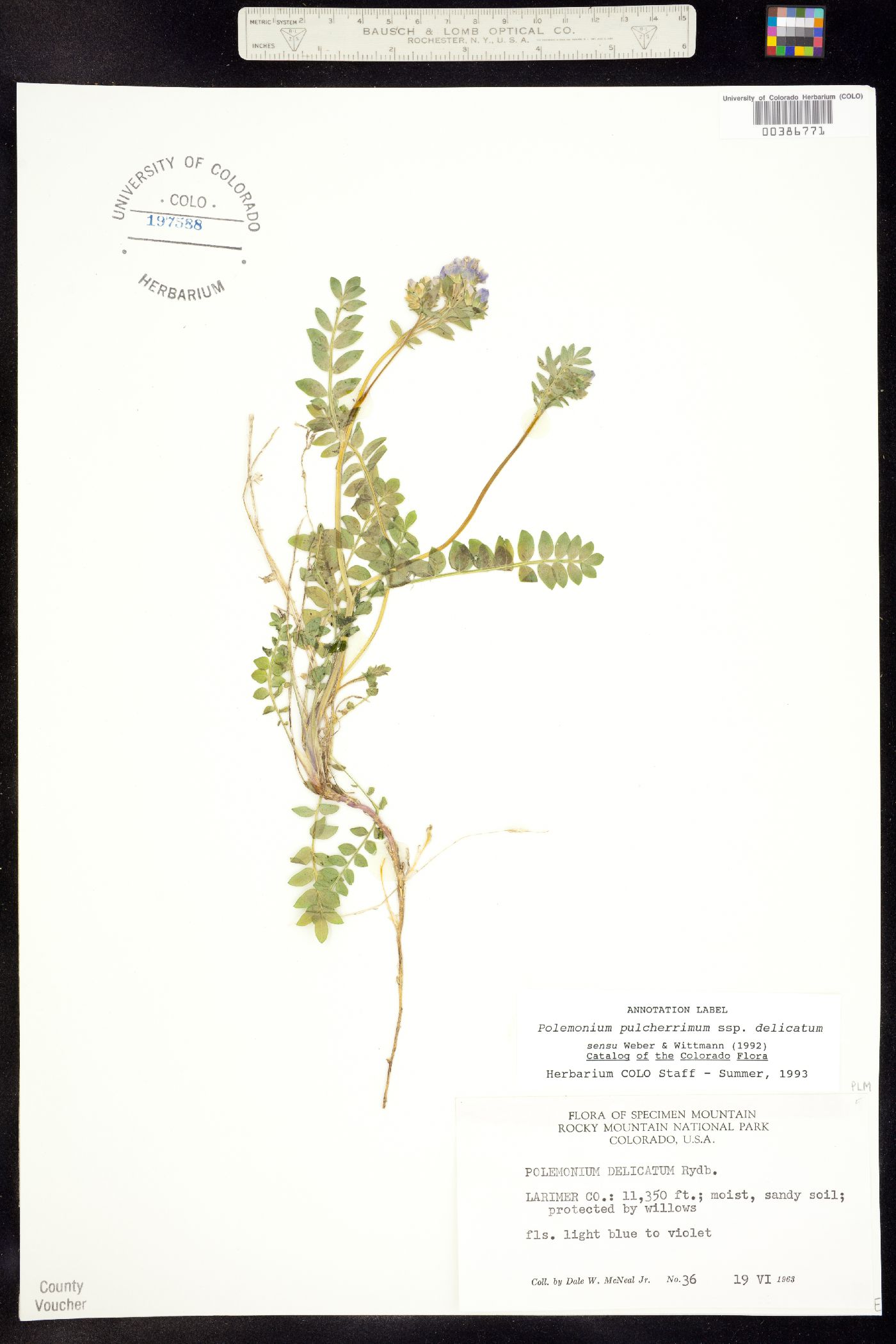 Polemonium pulcherrimum ssp. delicatum image
