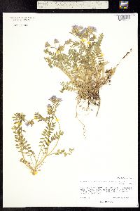 Polemonium pulcherrimum ssp. delicatum image