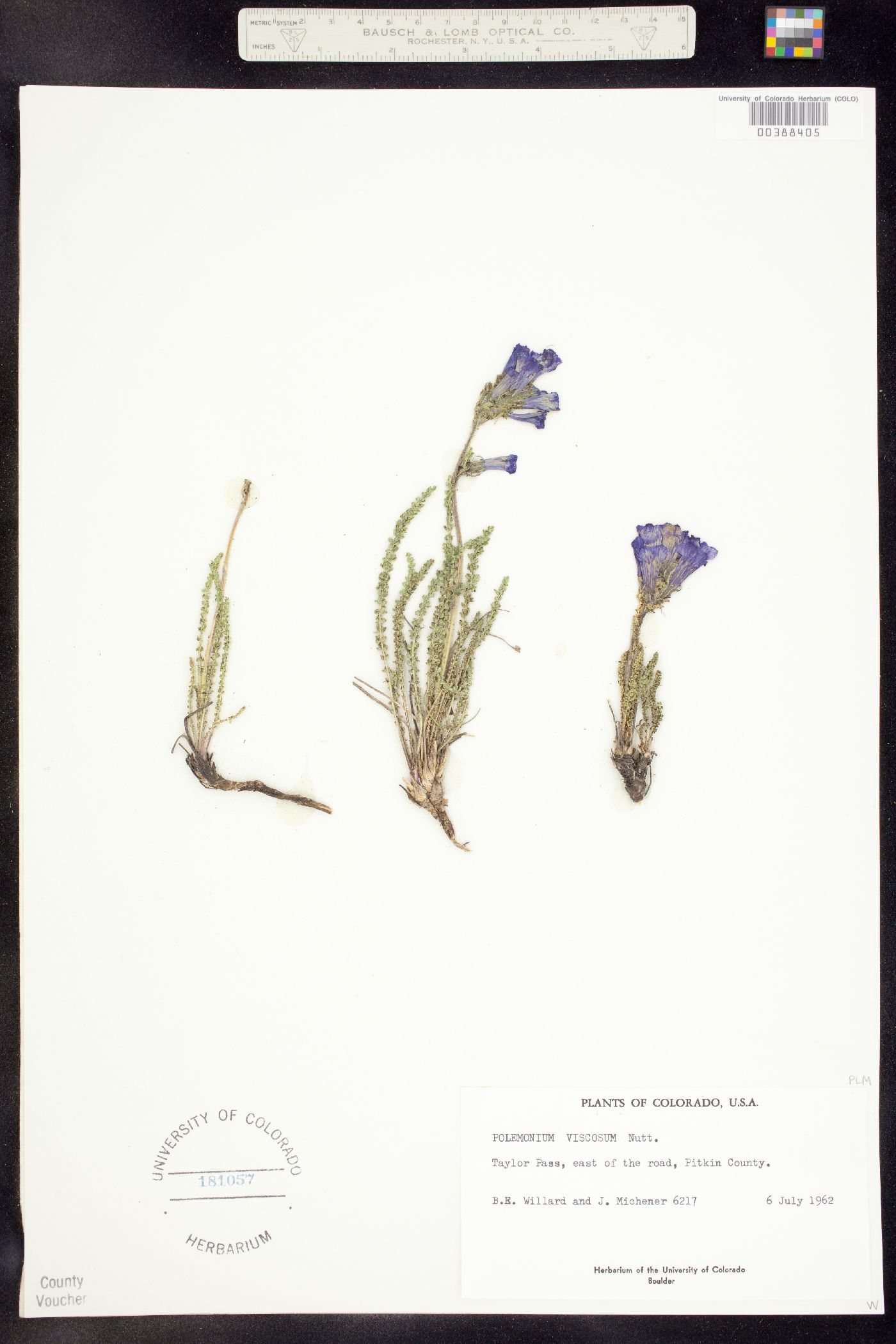 Polemonium image