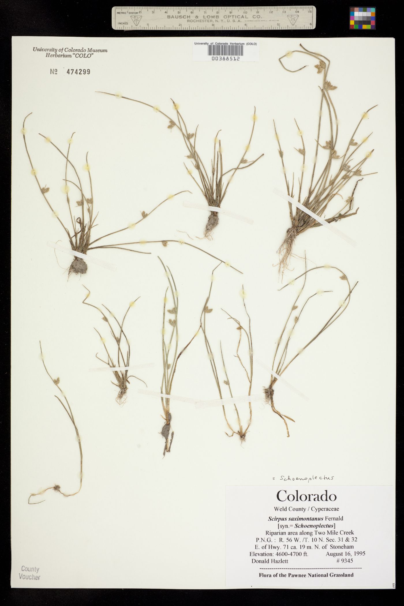 Schoenoplectus saximontanus image