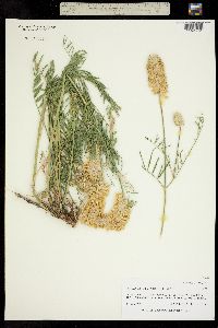 Astragalus oöcalycis image