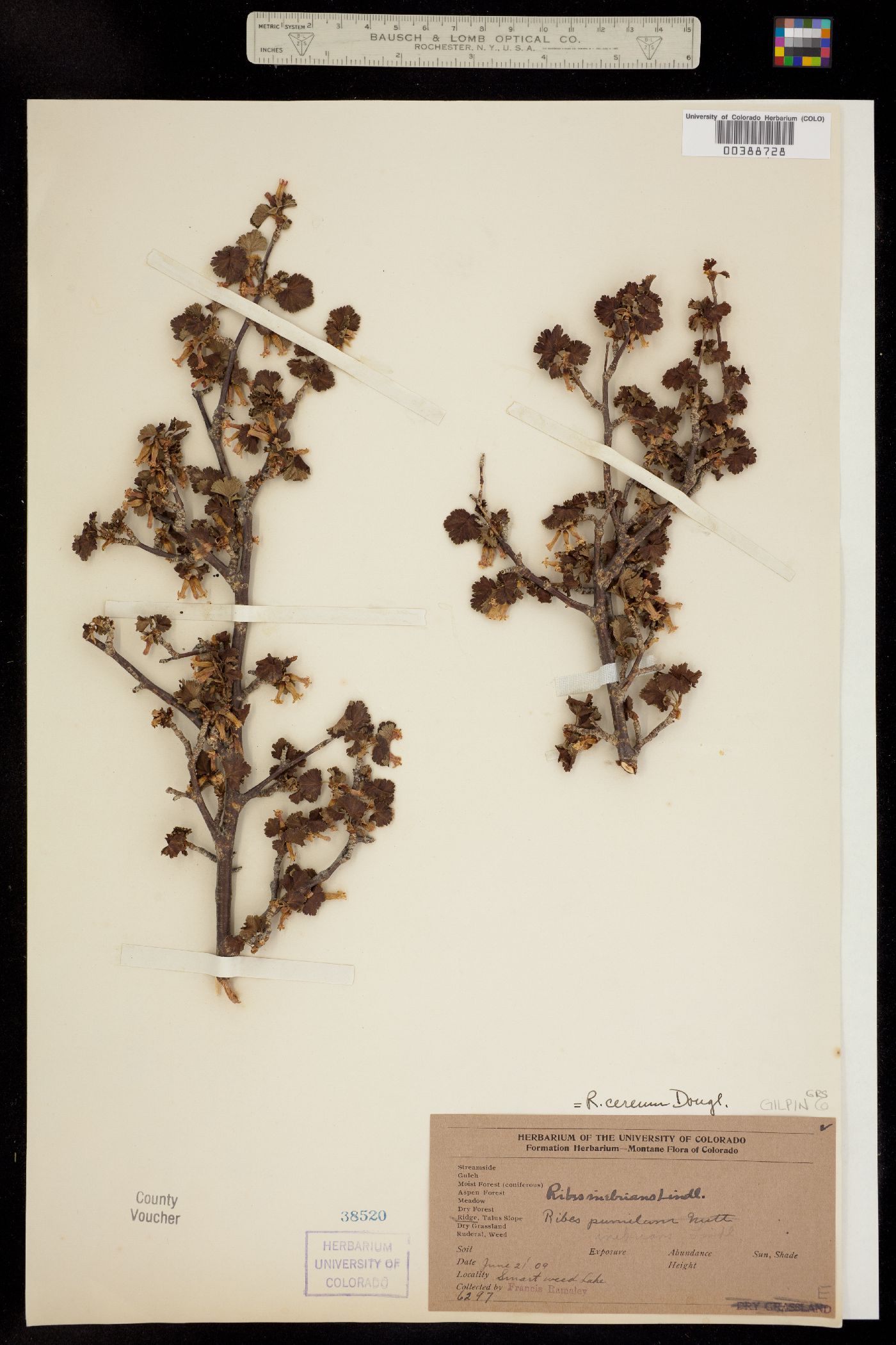 Ribes cereum image