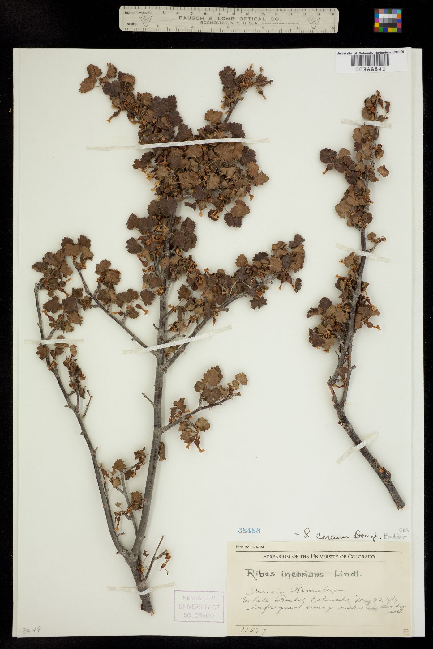 Ribes cereum image