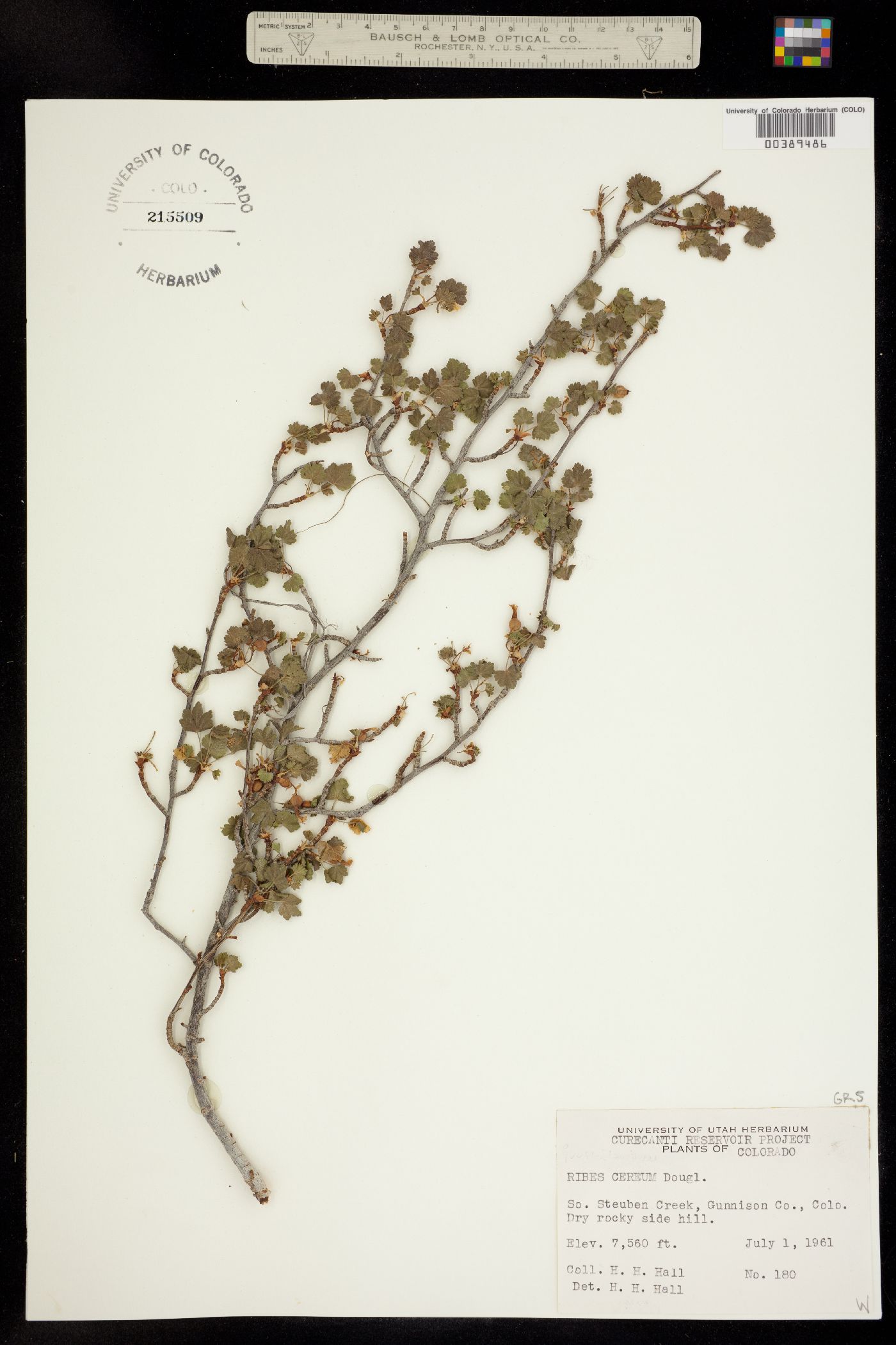 Ribes cereum image